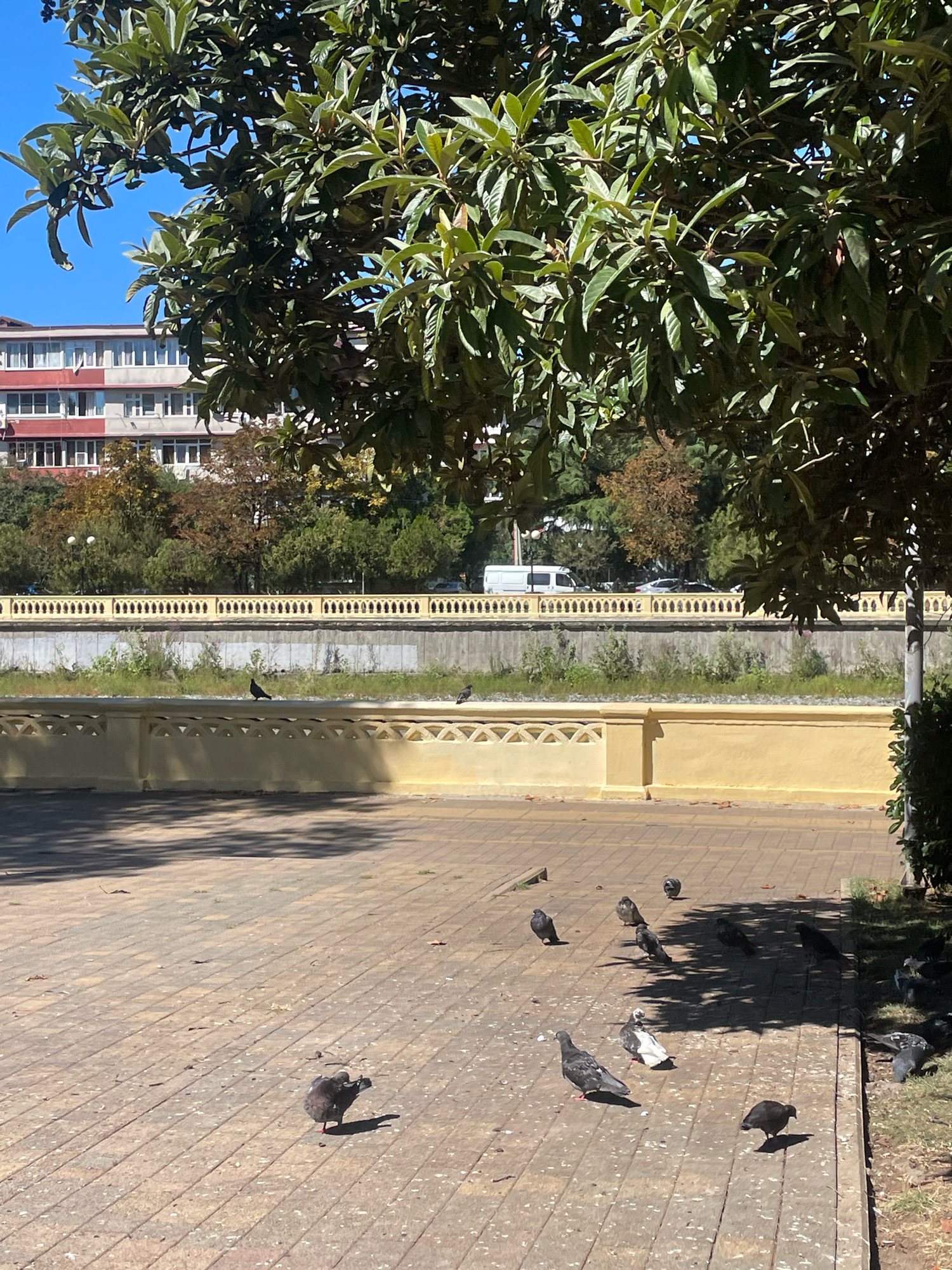 The image depicts a sunny outdoor scene with pigeons in the foreground, likely in Sochi, Russia, given the architectural style of the building and the lush greenery. A paved walkway, made of reddish-brown interlocking bricks, occupies the lower half of the frame. Scattered across the walkway are approximately ten pigeons, some walking, some standing, and one in the process of preening. A large tree with dense green foliage extends from the top of the frame, casting shadows on the walkway.
Behind the walkway, a low, bright yellow wall with decorative cutouts runs horizontally across the image. Beyond this wall is a concrete retaining wall, partially overgrown with grass and weeds. Further in the background, a line of trees with both green and autumn-colored leaves is visible, and behind the trees stands a multi-story building with a red and white facade, featuring numerous windows. A white van and several cars are parked or driving along a road in the distance, separated from the building by a sidewalk and a decorative yellow fence. The sky is a clear, bright blue.