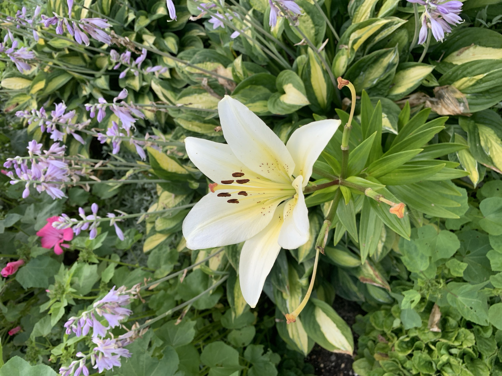 This is a close-up, eye-level, outdoor photograph of a white lily bloom in a garden. The lily has six petals, white with yellow accents and brown spots on the stamen. It is surrounded by green foliage and small purple flowers. The background consists of variegated hosta leaves in green and yellow. The image is well-lit and in focus, capturing the intricate details of the flowers and leaves. The location is specified as Rozhdestveno, Russia, although the image itself does not contain any specific geographical markers. There are no people, animals, or human-made objects visible in the frame.