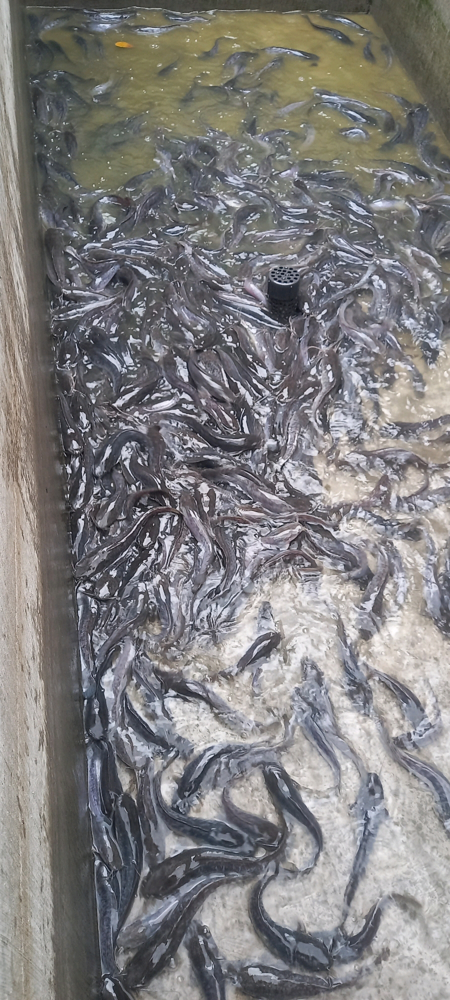 The image shows a large school of catfish packed tightly into a shallow concrete pond. The water is murky and yellowish-brown. Several of the catfish are visible, appearing as dark, elongated shapes swimming in various directions. One black grate, likely a drain, is visible in the center of the pond. The pond's walls are made of light-colored concrete. The scene is likely a fish farm in Pontang, Indonesia, where catfish are raised for consumption.