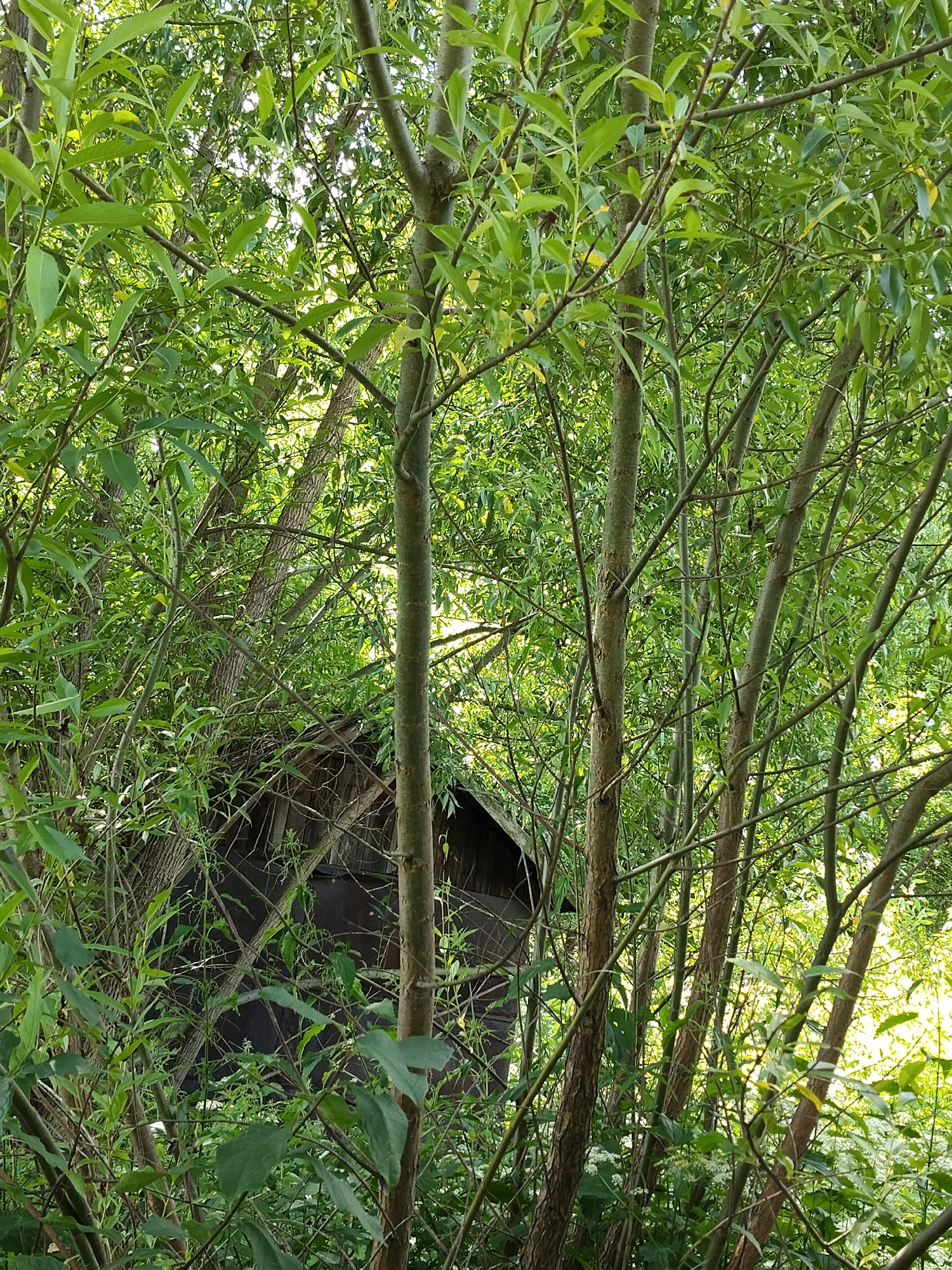 The image depicts a dense thicket of green trees and foliage, obscuring a portion of an old, dark wooden structure with a pitched roof. The structure appears to be partially overgrown by the surrounding vegetation, suggesting it is in a state of disrepair or has been reclaimed by nature. The scene is illuminated by natural light, likely from the sun, which filters through the leaves, creating a dappled effect and highlighting the vibrant greens of the plants. The overall impression is one of a secluded, possibly abandoned, area within a natural setting. The location is identified as Венюково, Russia. There is no visible text in the image.