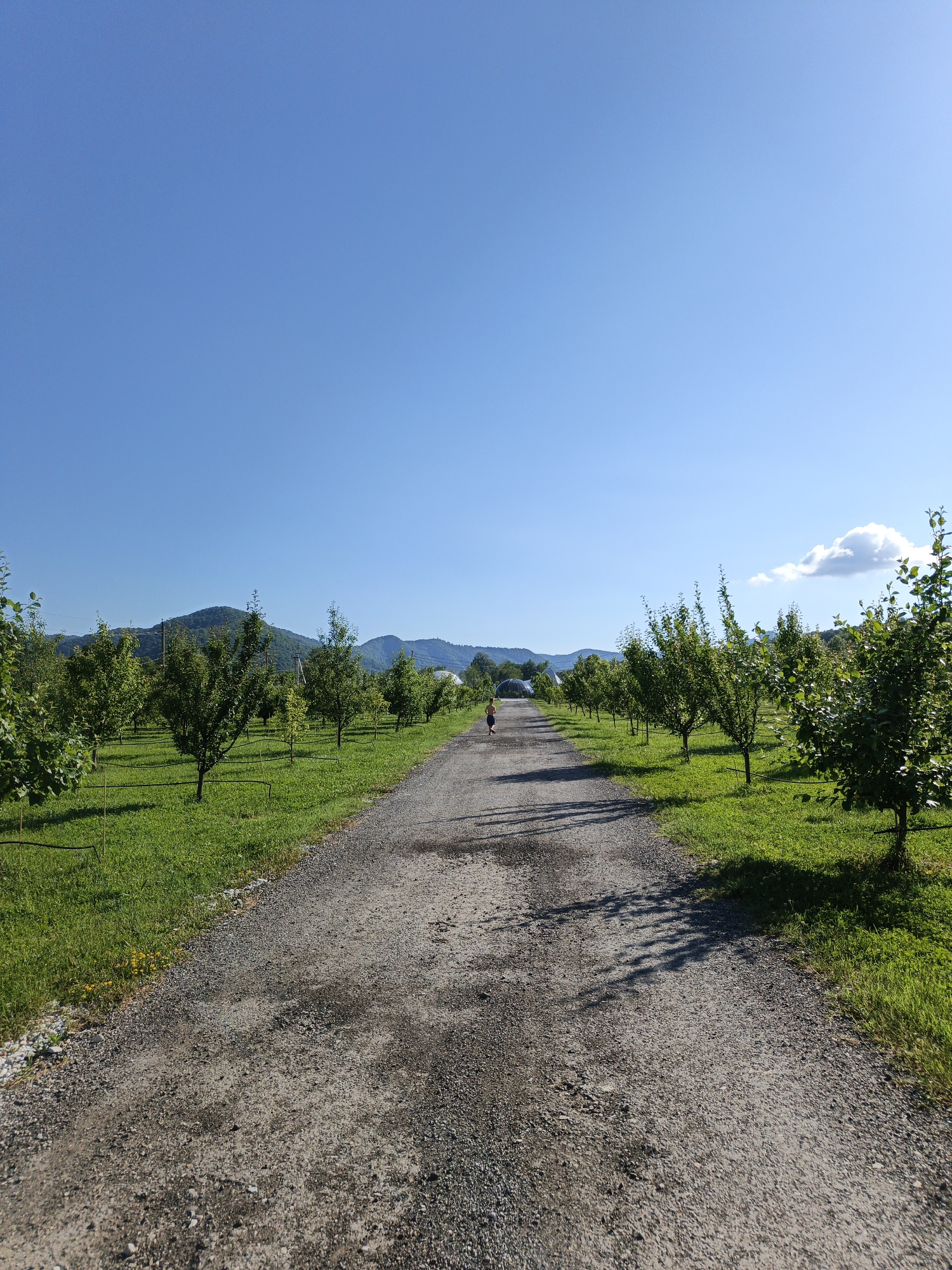 A person is walking away from the camera down a gravel path in an orchard under a clear blue sky. The orchard has rows of young trees on either side of the path, with manicured green grass. In the distance, mountains are visible. The scene appears to be in Pshada, Russia.