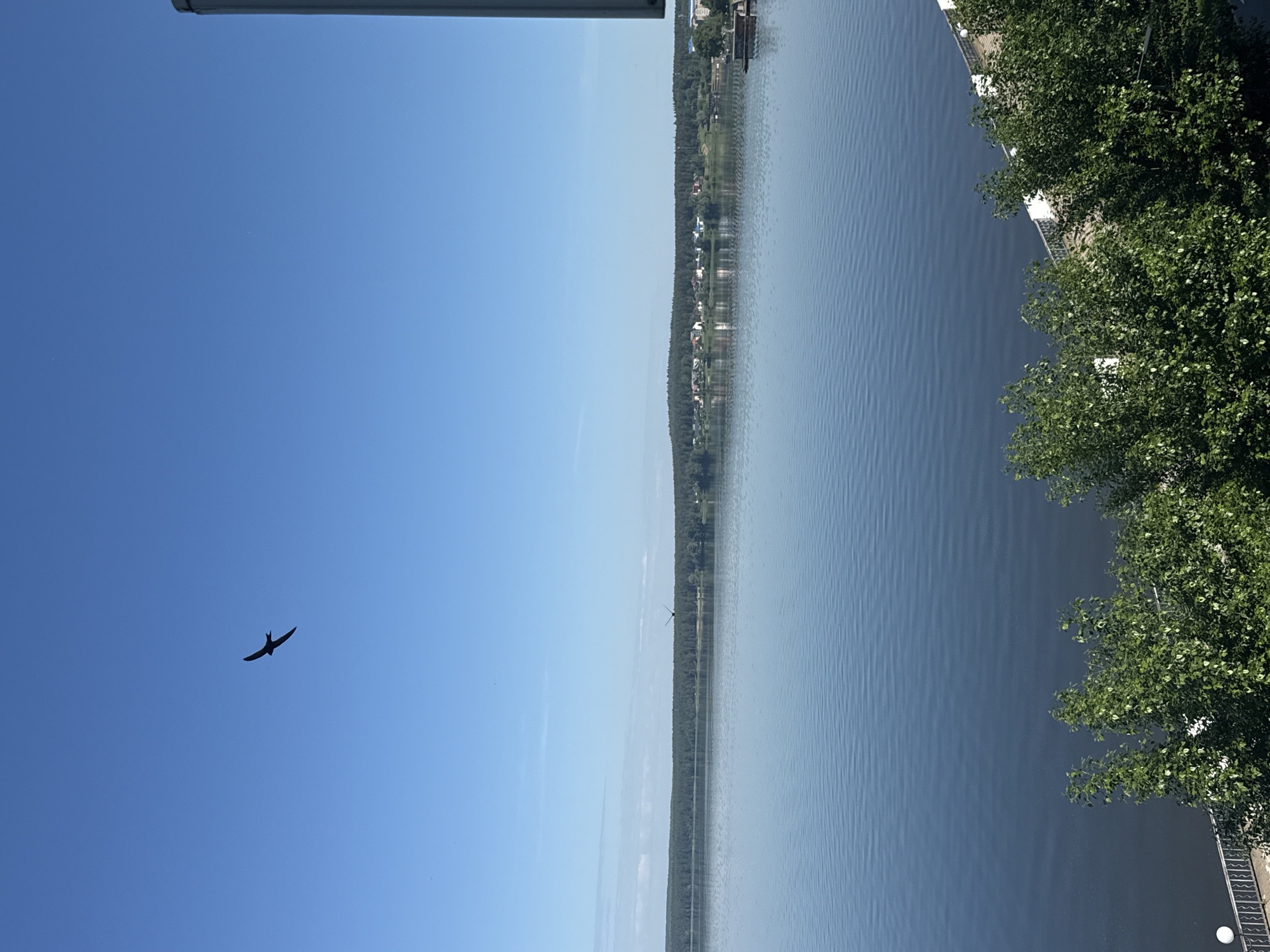 An expansive, calm body of water reflects the clear blue sky. A lone bird is silhouetted against the sky in the upper left portion of the frame, with its wings outstretched in flight. A dense line of trees forms the distant shoreline, with scattered buildings of a small town visible nestled amongst the foliage. In the foreground, the tops of lush green trees and a white railing are visible, suggesting a slightly elevated viewpoint overlooking the water. The image appears to be taken on a bright, sunny day. This scene is likely the Votkinsk Reservoir in the city of Votkinsk, Russia.