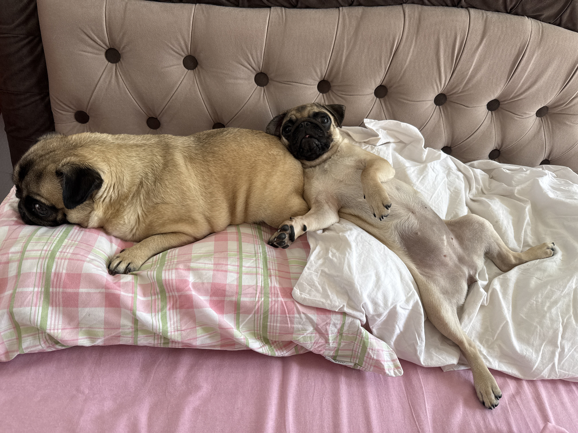 Two pugs are resting on a bed. The pug on the left is lying on its side, facing left, with its head on a pink and green plaid pillow. The pug on the right is lying on its back, facing the camera, with its head resting on the side of the other pug. The bed has a tufted headboard and pink sheets. The scene is indoors, in what appears to be a bedroom.