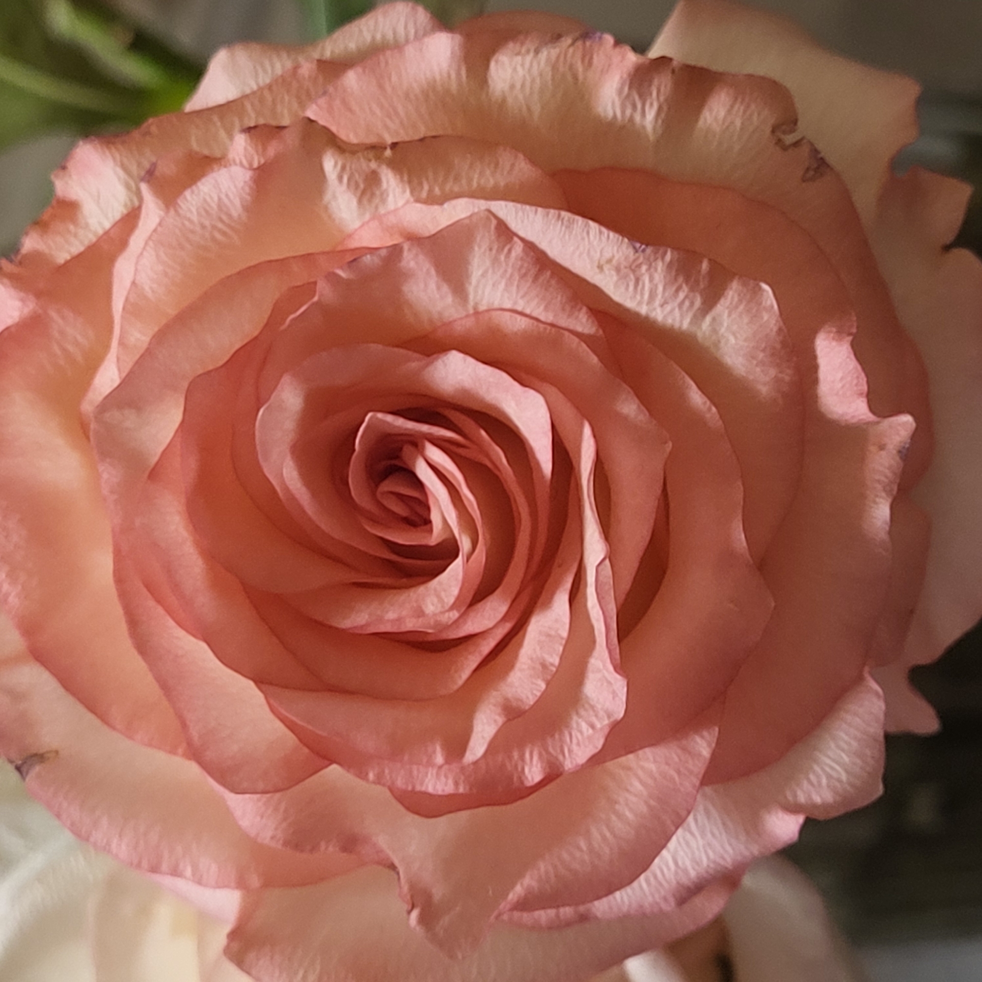 A close-up photograph shows a peach-colored rose in full bloom. The petals form a spiral pattern, tightly wound at the center and gradually opening outwards. Light and shadow play across the petal surfaces, highlighting the texture. Small imperfections are visible on some petals. The background is blurred and indistinct. No people, actions, or interactions are depicted. Location in Yerevan, Armenia is not discernible from the image.