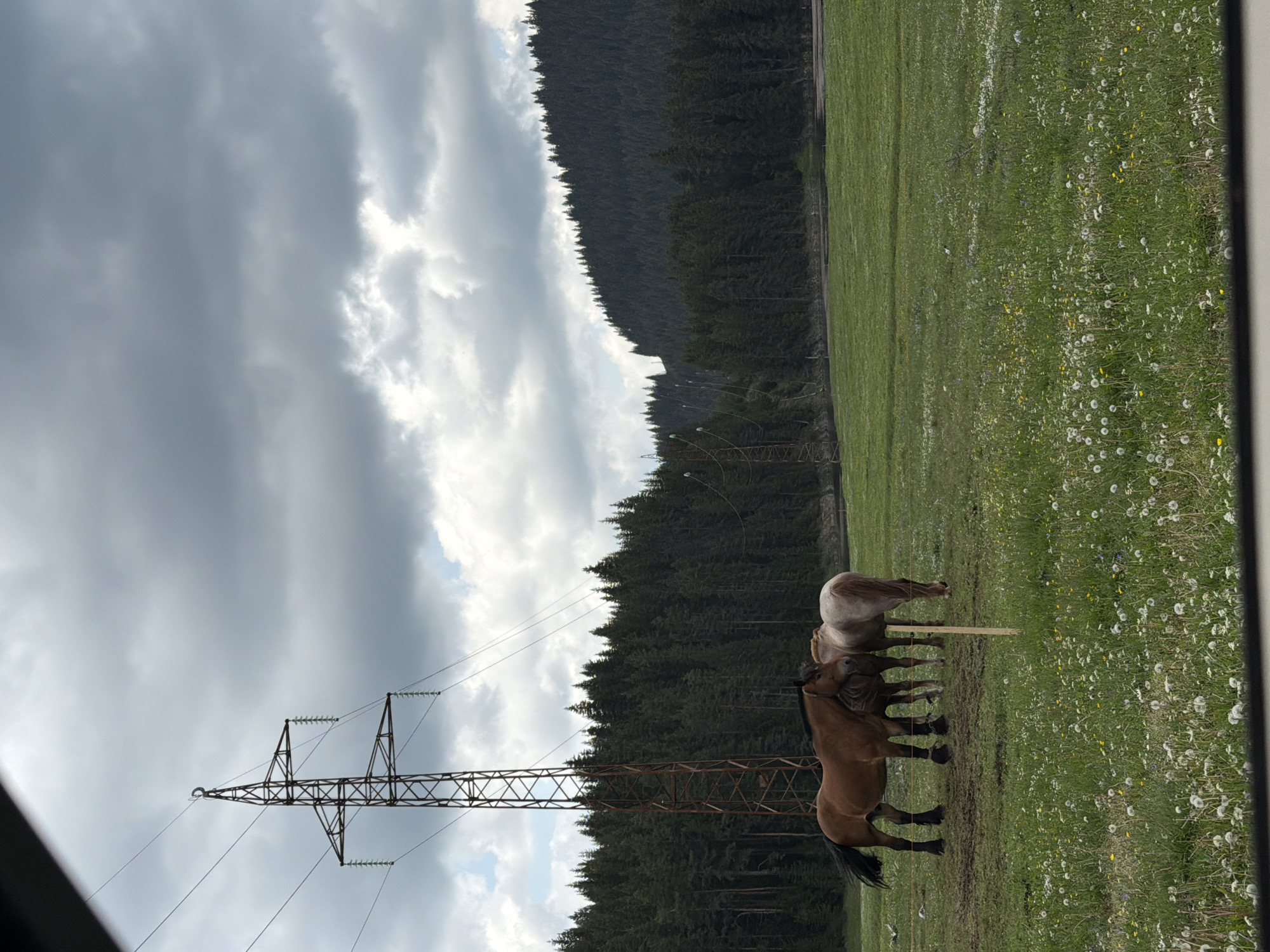 The image, originally rotated 90 degrees counter-clockwise, depicts a serene rural landscape in Цигов чарк, Bulgaria, under a heavily overcast sky with patches of brighter light. In the mid-ground, two horses stand in a vibrant green field dotted with numerous white dandelions and other wildflowers. The horse in the foreground is brown with a dark mane and tail, and it appears to be nuzzling or standing very close to a lighter, possibly dun-colored horse positioned slightly behind it.
Behind the horses, a dense, dark green coniferous forest stretches across the middle ground, marking the base of a forested hillside or mountain range that extends towards the horizon. To the left, a tall, metallic electricity transmission pylon with multiple wires cuts across the sky and forest line, adding an element of human infrastructure to the natural scene. The sky above is largely covered by large, grey clouds, creating a subdued but peaceful atmosphere. The scene suggests daytime, likely spring or early summer given the abundant wildflowers in bloom. No visible text is present in the image.