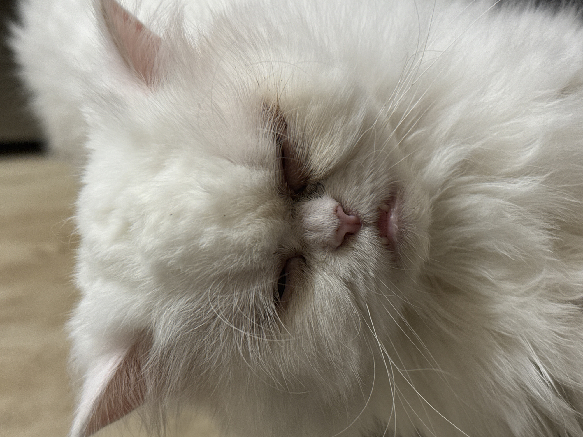 A close-up, head-on shot focuses on the face of a white, long-haired cat with its eyes mostly closed and a slightly grumpy expression. The cat's fur is fluffy and appears well-groomed. The background is a soft, out-of-focus beige surface, suggesting an indoor setting. There is no identifiable context for this image within the city of Burgas, Bulgaria.