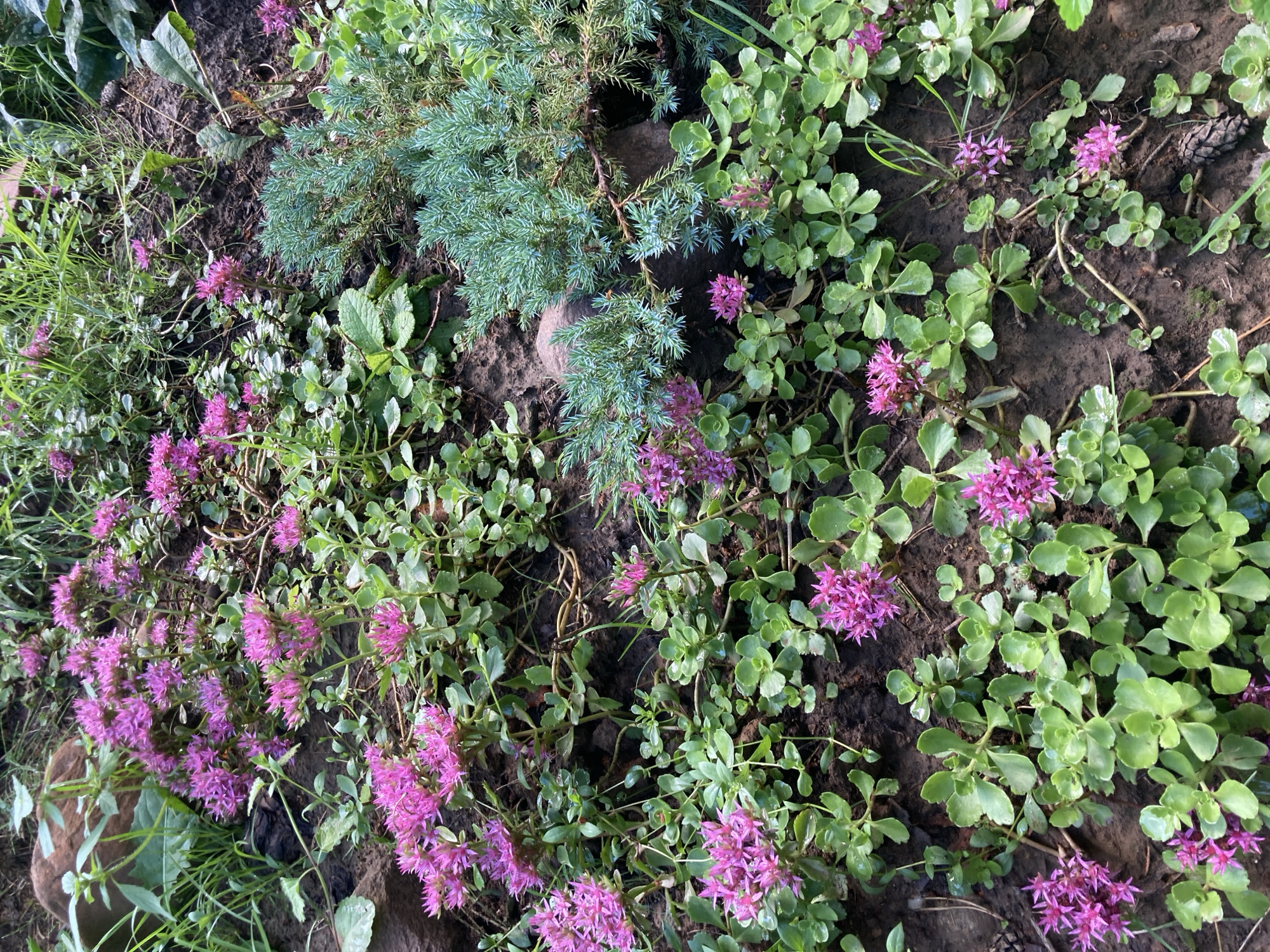 This is a high-angle, full-shot photograph of a garden in Astrashitskagaradokski rural council, Belarus. The garden bed is densely planted with various plants, primarily ground cover with small, succulent green leaves and clusters of small, bright pink flowers. There is also a section of a low-growing, blue-green coniferous shrub with needle-like foliage. The soil is dark brown and appears damp, with some small stones and debris scattered throughout. Green grass and larger leaves are visible in the background. The overall impression is one of a natural, slightly unkempt garden setting.
