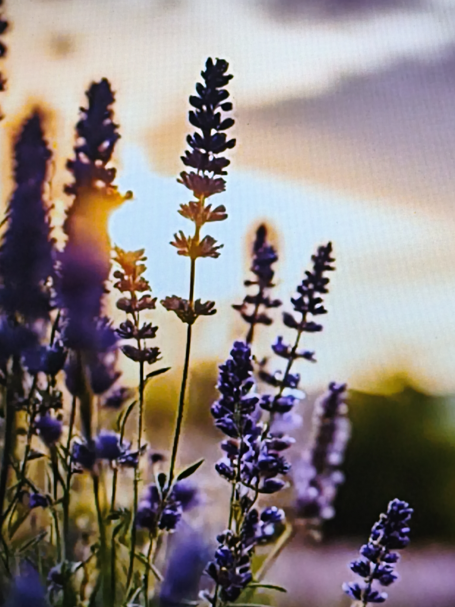 The image shows a close-up of lavender flowers with a blurred background of a sunset sky. The flowers are a deep purple color and are arranged in spikes. The background is a soft blend of orange, yellow, and light blue, suggesting the sun is setting or rising. The overall mood of the image is serene and natural. There are no people or man-made objects visible in the image. The image does not contain any specific landmarks or features that would indicate the location of Steblivka, Ukraine.