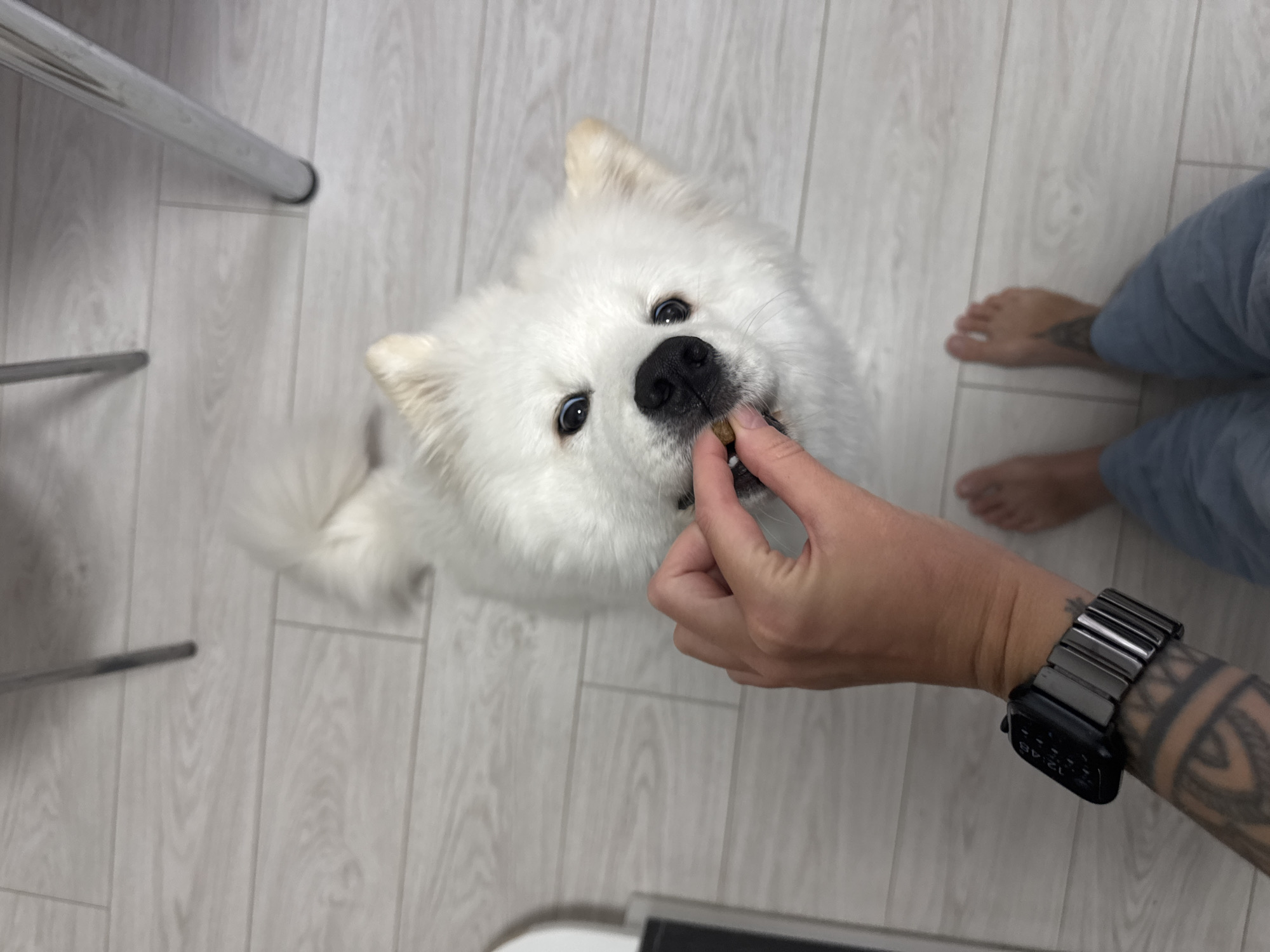 A white Samoyed dog is being hand-fed a treat. The dog is looking up at the person holding the treat. The person is wearing a silver-banded black smartwatch on their left wrist, which has a tattoo. The person is barefoot and wearing gray pants. The dog is on a light gray, wood-grained floor. Part of a chrome chair leg is visible on the left side. The location is implied to be in the city of Chaikovsky, Russia, but no specific details in the image confirm this.