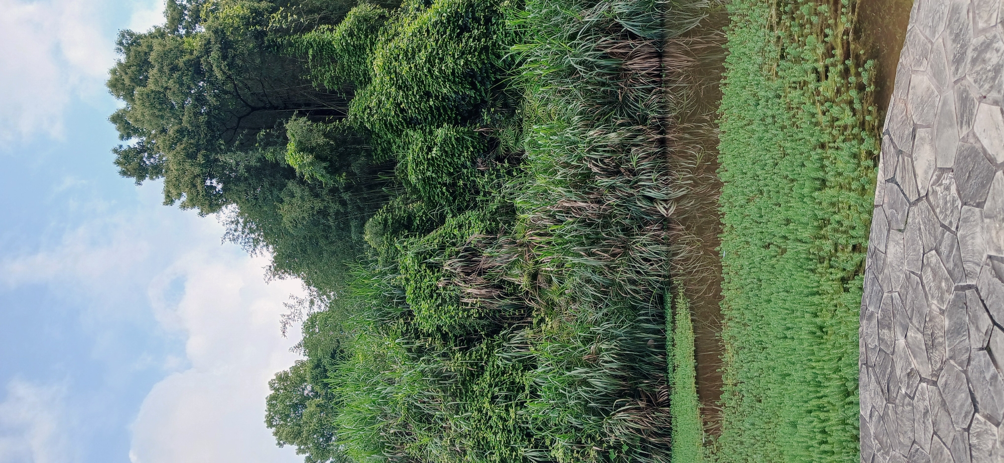 A landscape photograph taken in Chongqing High-tech Zone, China, shows a scene consisting of dense greenery along the edge of a body of water adjacent to a stone path. Lush vegetation, likely a mix of trees, bamboo, and grasses, dominates the left side of the frame. The water appears to be a stream or a narrow pond, with aquatic plants growing along its edge. A grey stone pathway or walkway is visible on the right side of the image. The sky is partially visible on the left, featuring light blue with scattered white clouds.