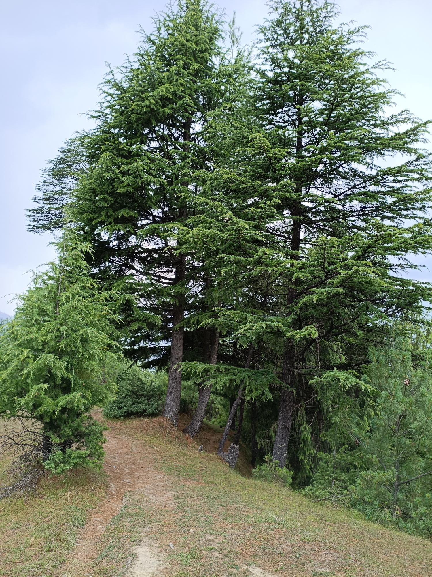 The image depicts a dirt path winding through a grove of tall evergreen trees. The path is covered with dry leaves and grass, suggesting it is a rural or natural setting. The trees are lush green, with dense foliage. The sky is overcast. The scene is likely located in a mountainous or hilly region, given the terrain. There are no people visible in the image. The location is specified as Chhaki, India.