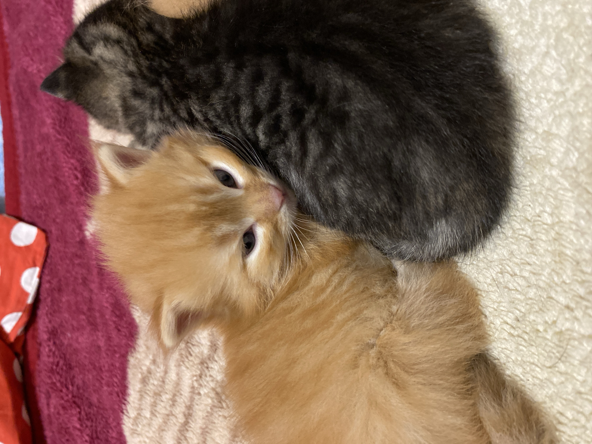 This close-up shot features two young kittens resting together in an indoor setting. In the foreground, positioned diagonally across the frame, is a ginger or orange-colored kitten. It is lying on its side, with its head slightly raised and turned towards the camera, revealing its dark, open eyes, a small pink nose, and prominent white whiskers. Its soft, fluffy fur is clearly visible.
Behind and partially obscured by the ginger kitten is a second kitten, appearing mostly out of focus. This kitten has dark grey or black fur with subtle tabby stripe patterns visible on its back and head. Only its body and the top of its head are clearly visible, with its face largely hidden by the foreground kitten.
The kittens are resting on a light-colored, possibly cream or beige, fluffy blanket or rug, which covers the right side of the image. To the left, a deep burgundy or maroon-colored textured fabric, likely another blanket or towel, provides a contrasting background. A small piece of red fabric with white polka dots is visible in the bottom left corner. The scene conveys a sense of warmth and coziness, with the kittens appearing calm and at rest. No text is visible in the image.