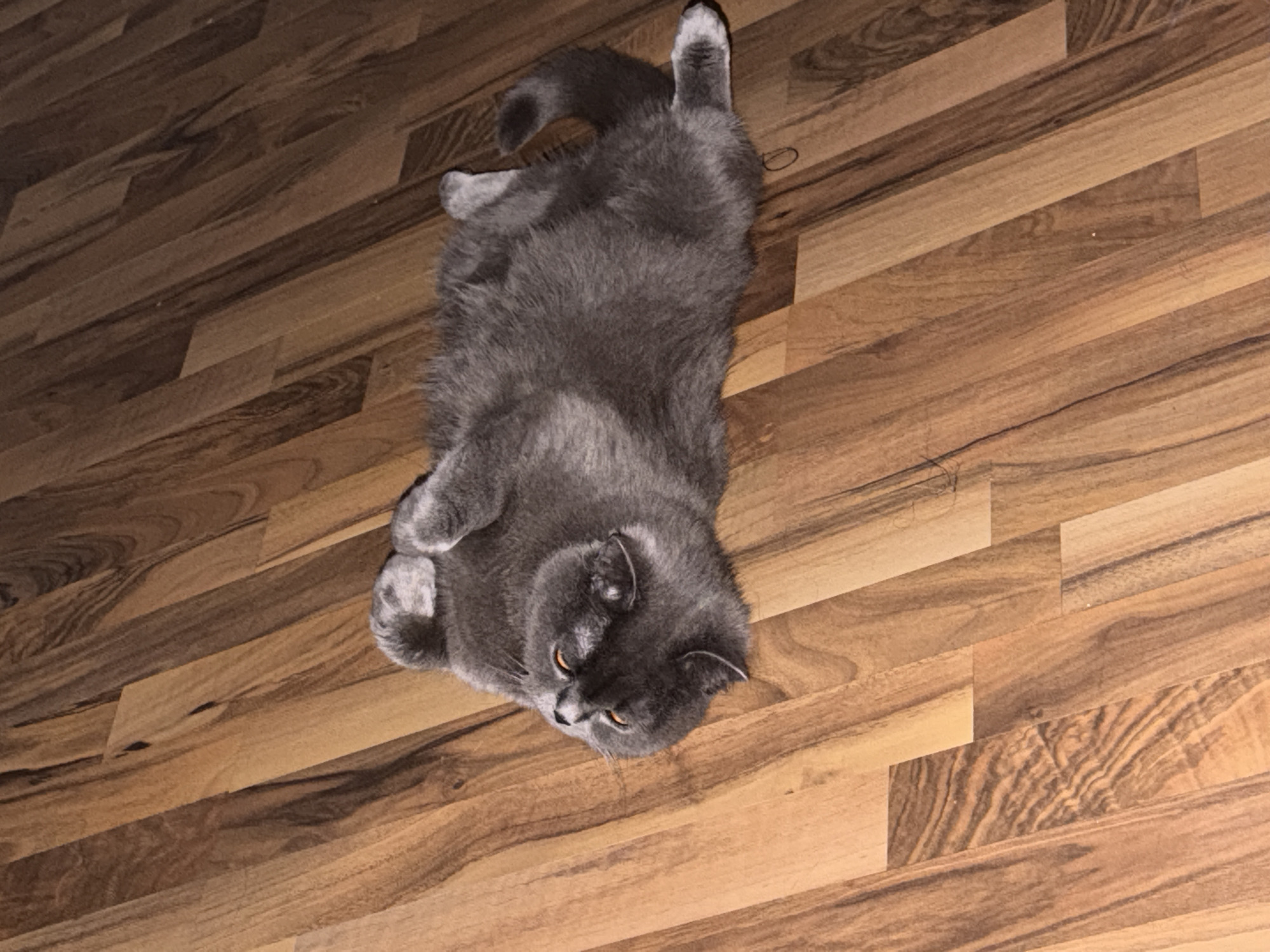 A gray cat is lying on its back on a wooden floor. The cat is looking up with its mouth slightly open. The wooden floor is made of planks that are laid diagonally across the image. The lighting suggests it could be daytime or artificial lighting indoors. The cat appears relaxed, possibly playful or seeking attention. The scene is indoors, likely a home environment. There is no visible text in the image.