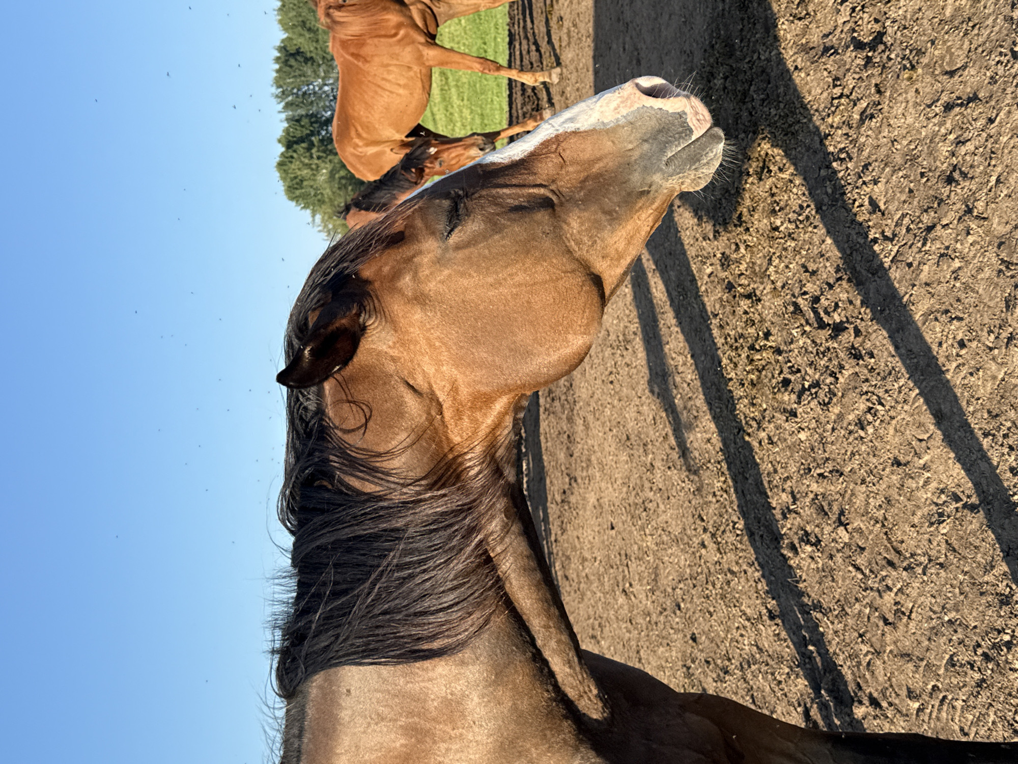 In the city of Galinė, Lithuania, an outdoor shot captures a group of brown horses in a dirt enclosure. The foreground is dominated by the head and neck of a horse, its eyes closed, with a white blaze on its face. To the right, another horse stands in the mid-ground, its head lowered. In the background, a line of trees marks the edge of the enclosure. The sky is clear and blue, with a scattering of small, dark insects visible against it. The ground is dry and dusty, with shadows cast by the horses stretching across it.