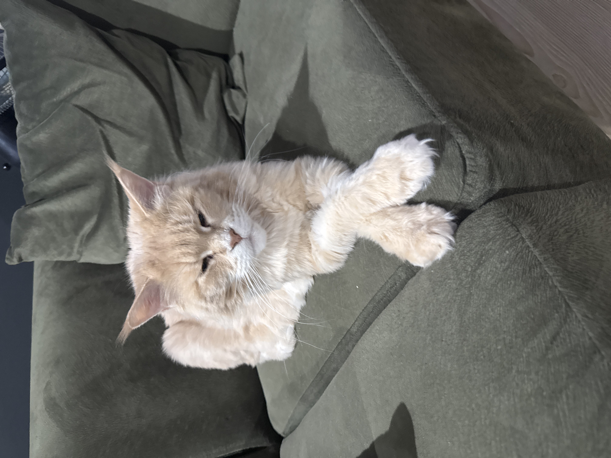 An adult, light orange Maine Coon cat is lying on a dark green sofa with its front paws crossed. The cat has prominent ear tufts and a fluffy tail. Its eyes are partially closed, giving it a relaxed or sleepy appearance. The sofa has deep cushions, and the background shows more of the sofa and a hint of a dark wall. The image appears to be taken indoors, in a residential setting, possibly in Gölbaşı, Turkey, given the context. The lighting is soft, casting a shadow of the cat on the sofa.