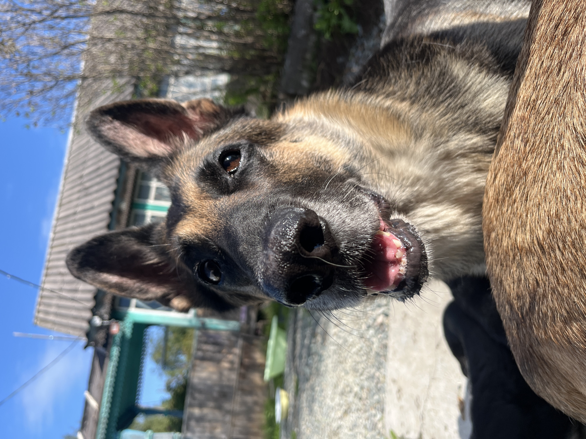 A German Shepherd dog is in the foreground, looking directly at the camera with its mouth slightly open and tongue visible. The dog's fur is a mix of black, brown, and tan. Behind the dog, a house with a corrugated roof and teal trim is visible. The background is blurred, showing trees and a wooden fence. The ground appears to be gravel. There are two shallow bowls in the background, one yellow and one green. The lighting suggests it is daytime. The location is identified as Nizhny Tagil, Russia.