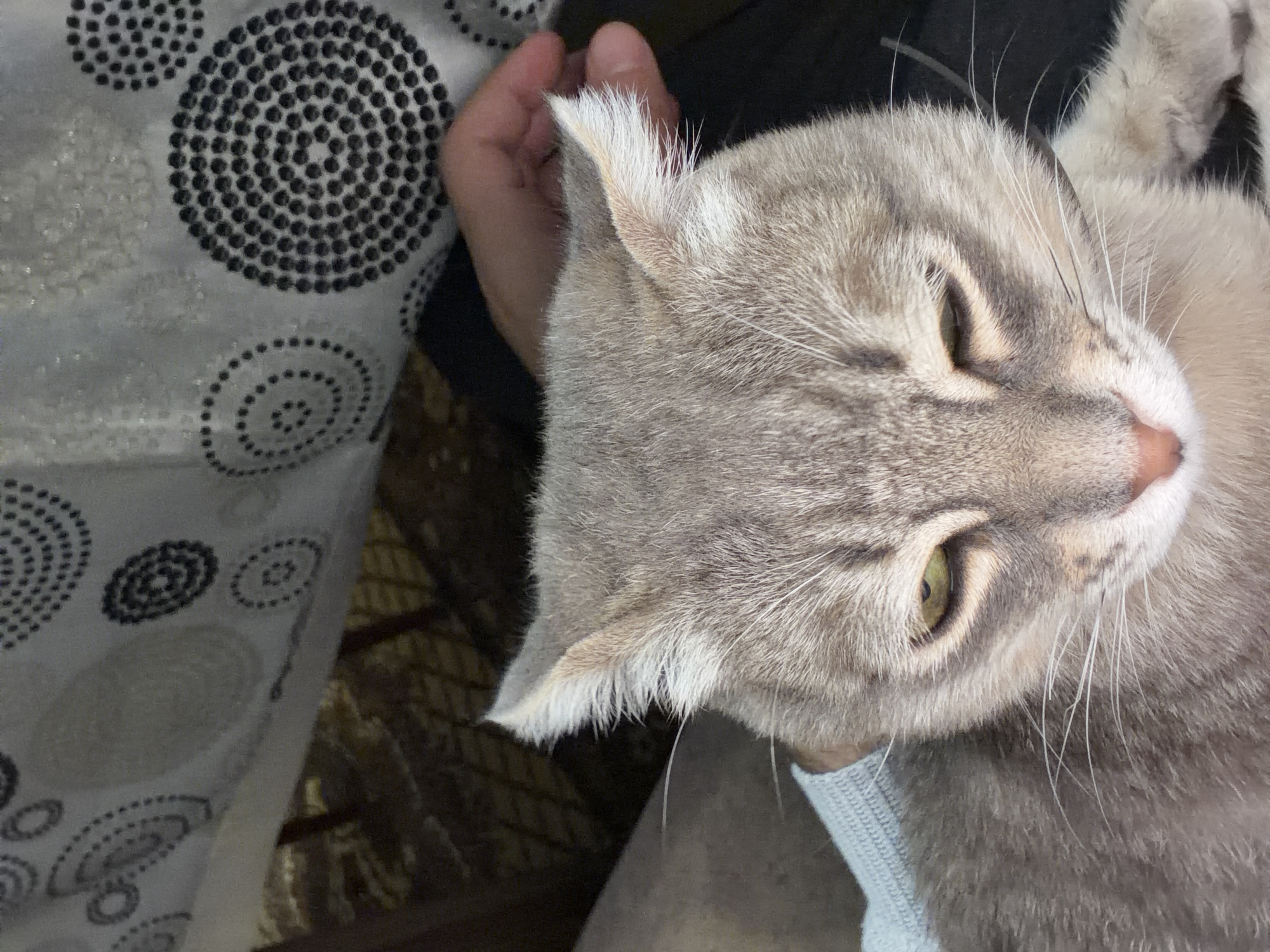 A close-up shot shows a light gray cat with its head resting in a person's hand. The cat has golden eyes and a pink nose. The background consists of a white fabric with a black circular pattern. The location is Novxanı, Azerbaijan, based on provided information, although no specific landmarks confirm the exact spot. The primary subject is the cat, and the action is the interaction between the cat and the person's hand.