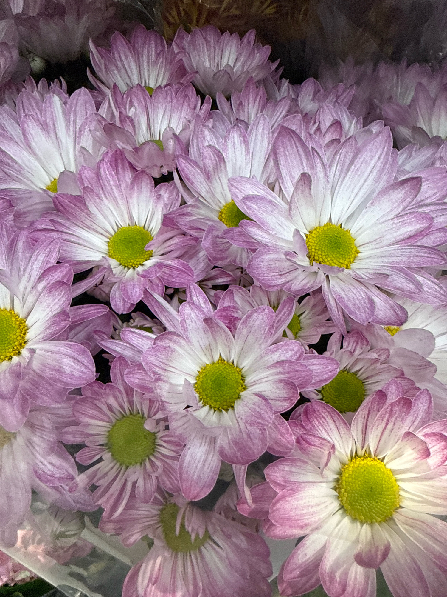 The image is a close-up of a bouquet of pink and white daisies with yellow centers. The flowers are arranged tightly together, filling the frame. The lighting is soft, highlighting the delicate petals and the vibrant colors of the blooms. The background is dark and out of focus, making the flowers the sole subject of the image. There is no discernible location in Göttingen, Germany that can be identified from this image.
