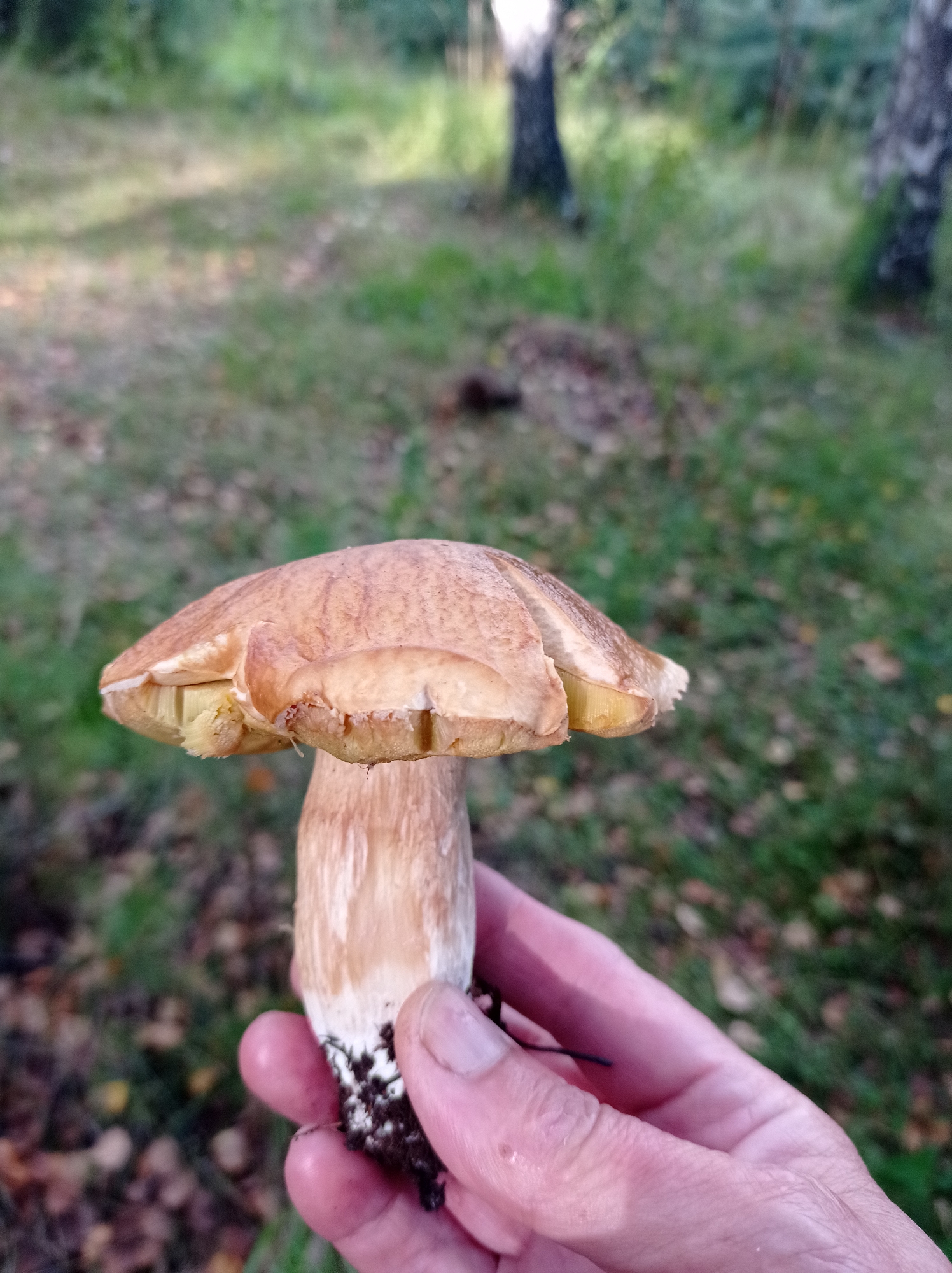 A close-up, eye-level, outdoor shot captures a hand holding a mushroom in a forest. The mushroom, positioned in the foreground and slightly off-center to the left, is the primary subject. Its cap is a light brown with lighter brown markings, and the underside reveals yellowish gills. The stem is creamy white with some brown coloration near the base, where dirt and fine roots are visible. The hand, with visible wrinkles and fingernails, gently cradles the stem from below, with the thumb and index finger supporting its base.
The background is softly blurred, suggesting a shallow depth of field. It depicts a forest floor with scattered fallen leaves and patches of green grass and moss. Several trees are visible in the distance, with thin, light-colored trunks, characteristic of birch trees, interspersed with darker foliage. The lighting suggests it is daytime, with soft shadows indicating a somewhat overcast or late afternoon sun. The environment appears natural and uncultivated. The specific location within the city of Degtyarsk, Russia, is not discernible from the image itself.