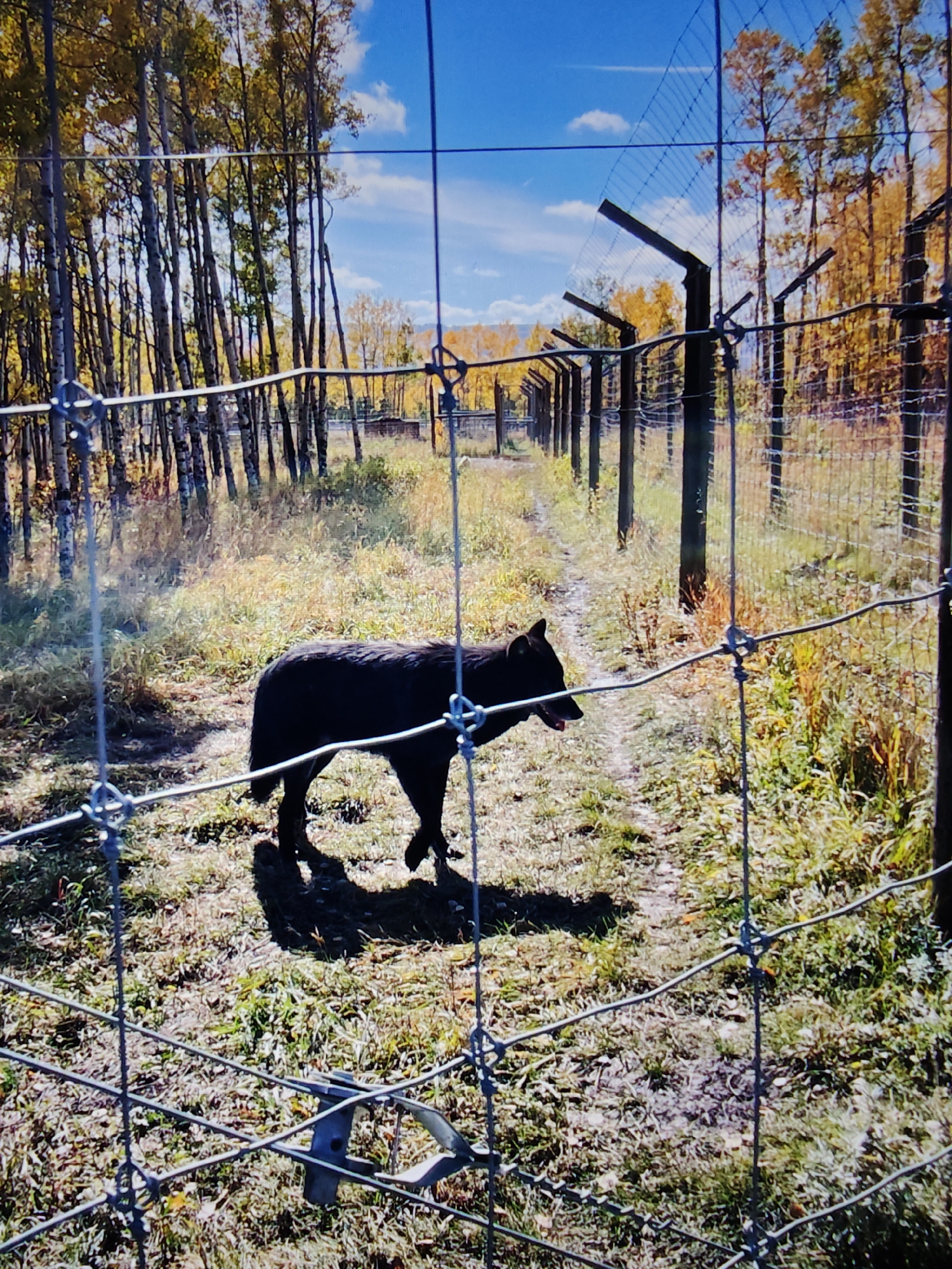 A black canine is walking on a dirt path through a grassy area with trees in the background. The scene is behind a chain-link fence. The trees have yellow leaves, indicating it is autumn. The sky is blue with some white clouds. The location is the Calgary Zoo in Calgary, Canada.