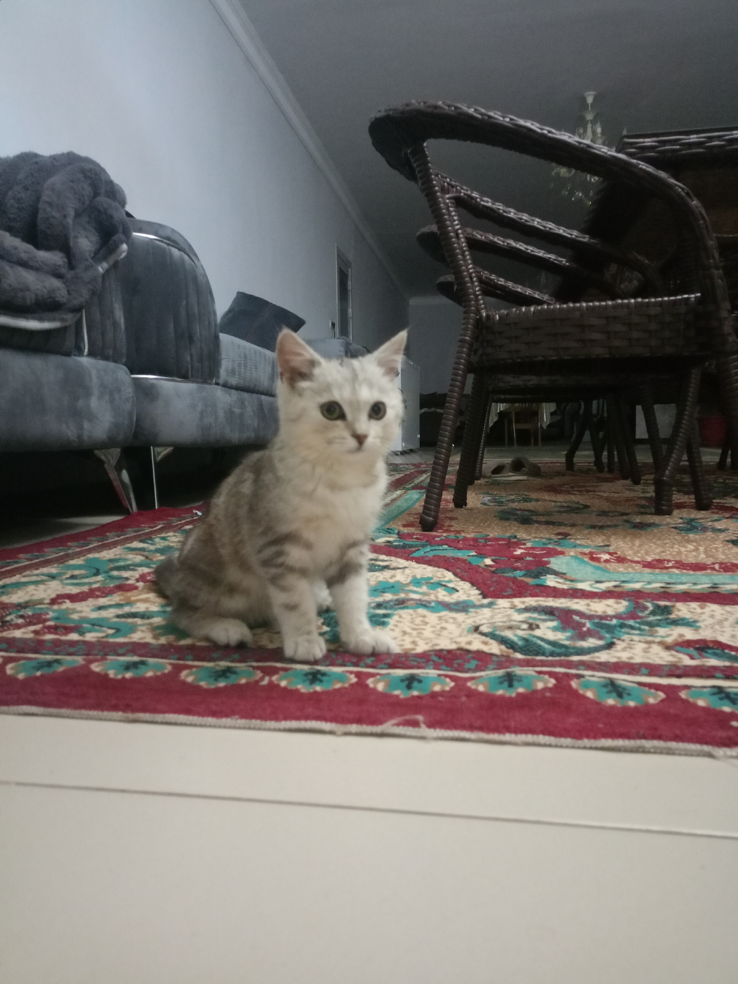 The image shows a young tabby cat sitting on a patterned rug in a living room. The cat is light gray with darker tabby markings and has wide, curious green eyes. It is facing slightly to the left of the camera, with its front paws tucked beneath it. Behind the cat, a portion of a dark gray sofa is visible, with a dark gray fluffy blanket draped over its arm. To the right of the cat, the legs of a dark brown wicker chair are prominent, supporting a table that is mostly out of frame. The rug is colorful, featuring a pattern of red, cream, teal, and dark blue. The floor in the foreground is a light-colored tile. The background is slightly blurred, showing the interior of a room with a light-colored wall and ceiling molding. No specific details place the scene in Kandauraul, Russia.