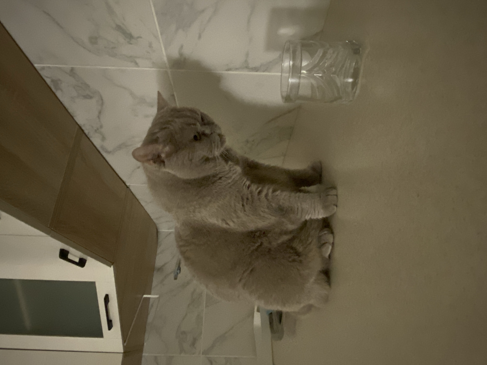 A fluffy, light brown British Shorthair cat is sitting on a light-colored countertop, looking down at a clear glass of water to its right. The cat is positioned in the center of the frame, facing slightly to the right. Behind the cat, a marble-patterned tile wall is visible, with a section of light wood cabinetry above it. The cabinetry features white doors with dark handles. The scene appears to be in a kitchen or a similar domestic setting.