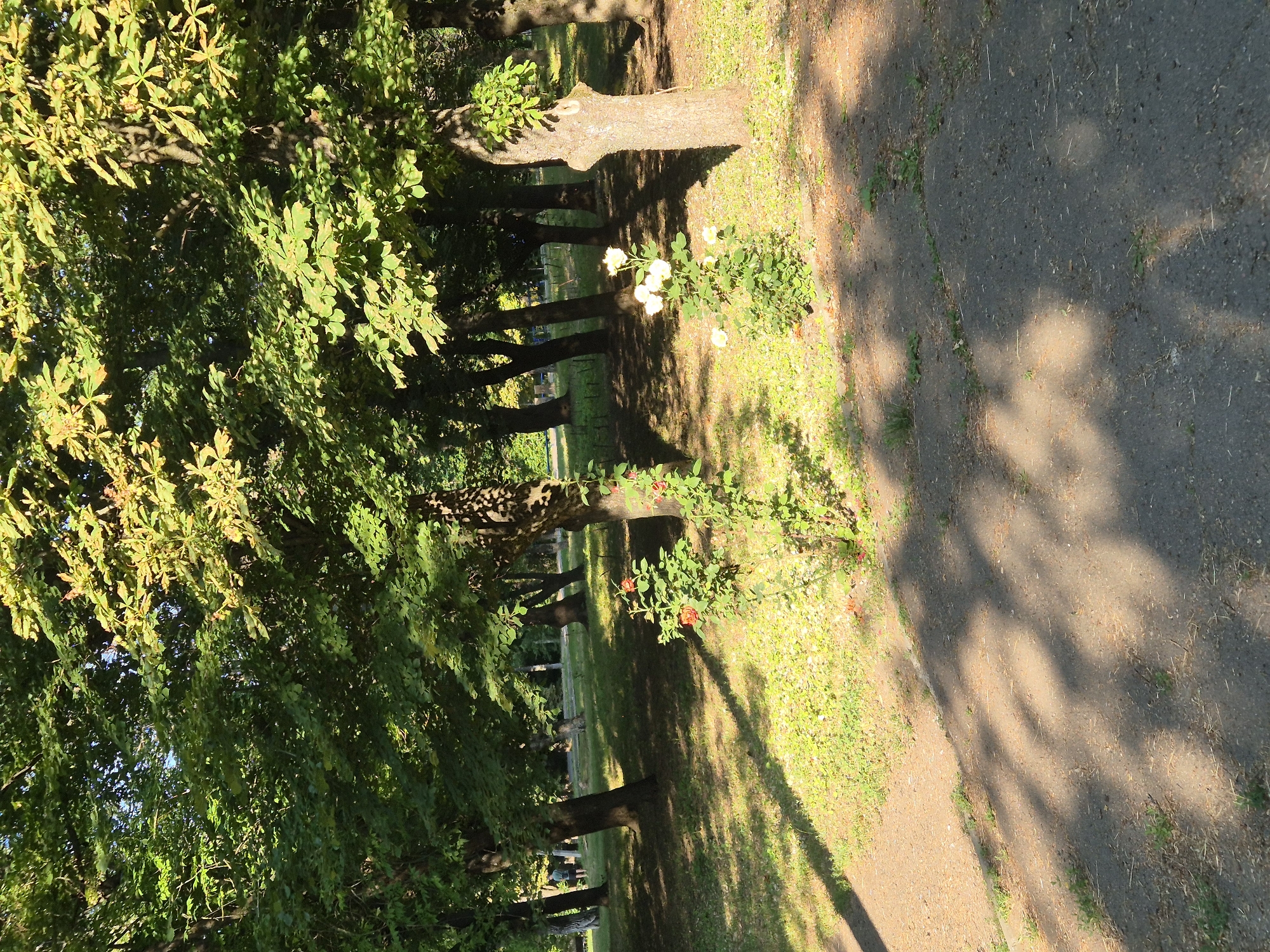 The image depicts a sun-dappled park scene in the city of Sozonivka, Ukraine. In the foreground, a paved path runs diagonally across the bottom of the frame, casting dappled shadows from overhead trees. To the left of the path is a grassy area with sparse vegetation and some fallen leaves. Further into the park, several large trees with dense green foliage create a canopy, with sunlight filtering through the leaves in patches. In the middle ground, two small rose bushes are visible, one with red roses and the other with white roses. The ground beneath the trees is covered in grass and dappled with sunlight and shadow. In the background, more trees are visible, and at the far left, two individuals are partially visible, standing near a treeline, appearing to be walking away from the camera. The overall impression is of a peaceful, natural setting within an urban park environment.