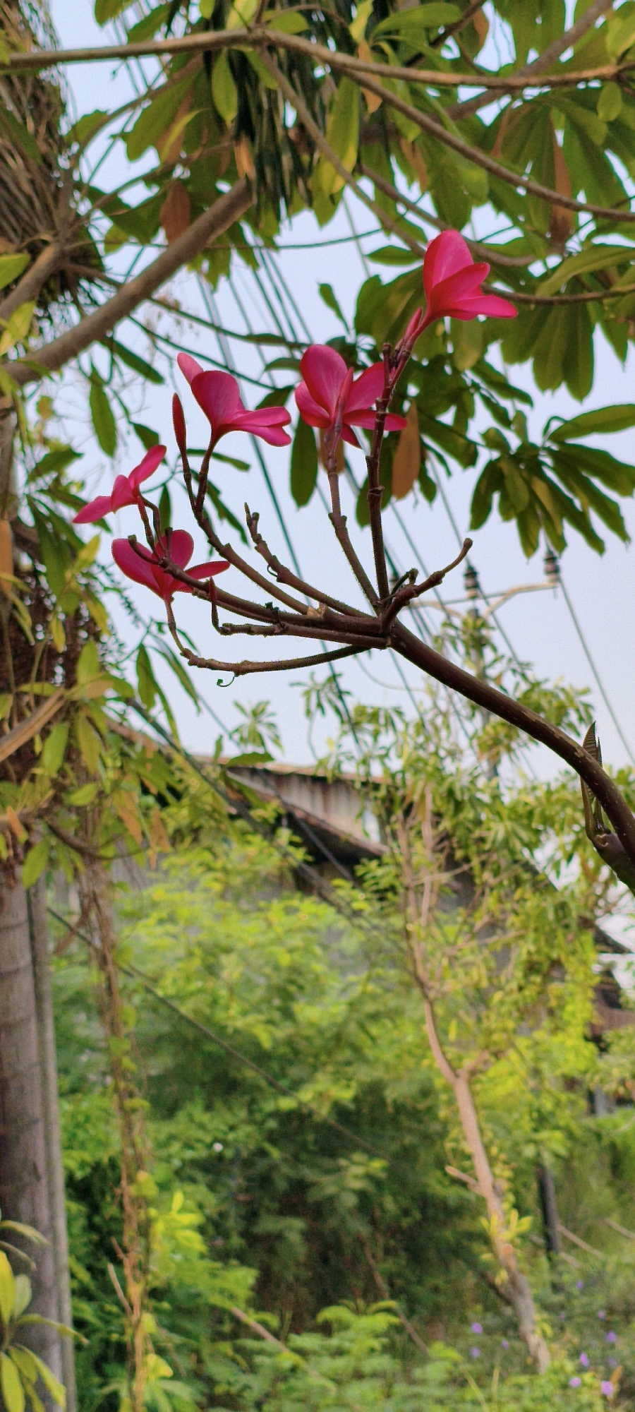 This image, taken in West Jakarta, Indonesia, features a close-up view of a flowering plant with vibrant pink blossoms. The flowers are clustered on thin, brown branches that extend from a larger, darker branch, which is the main subject. The background is softly blurred, showing a mix of green foliage and the pale sky. In the distance, a building with a corrugated roof is partially visible, along with some electrical wires and poles, indicating an urban or semi-urban setting. The overall impression is one of natural beauty set against a backdrop of everyday infrastructure.