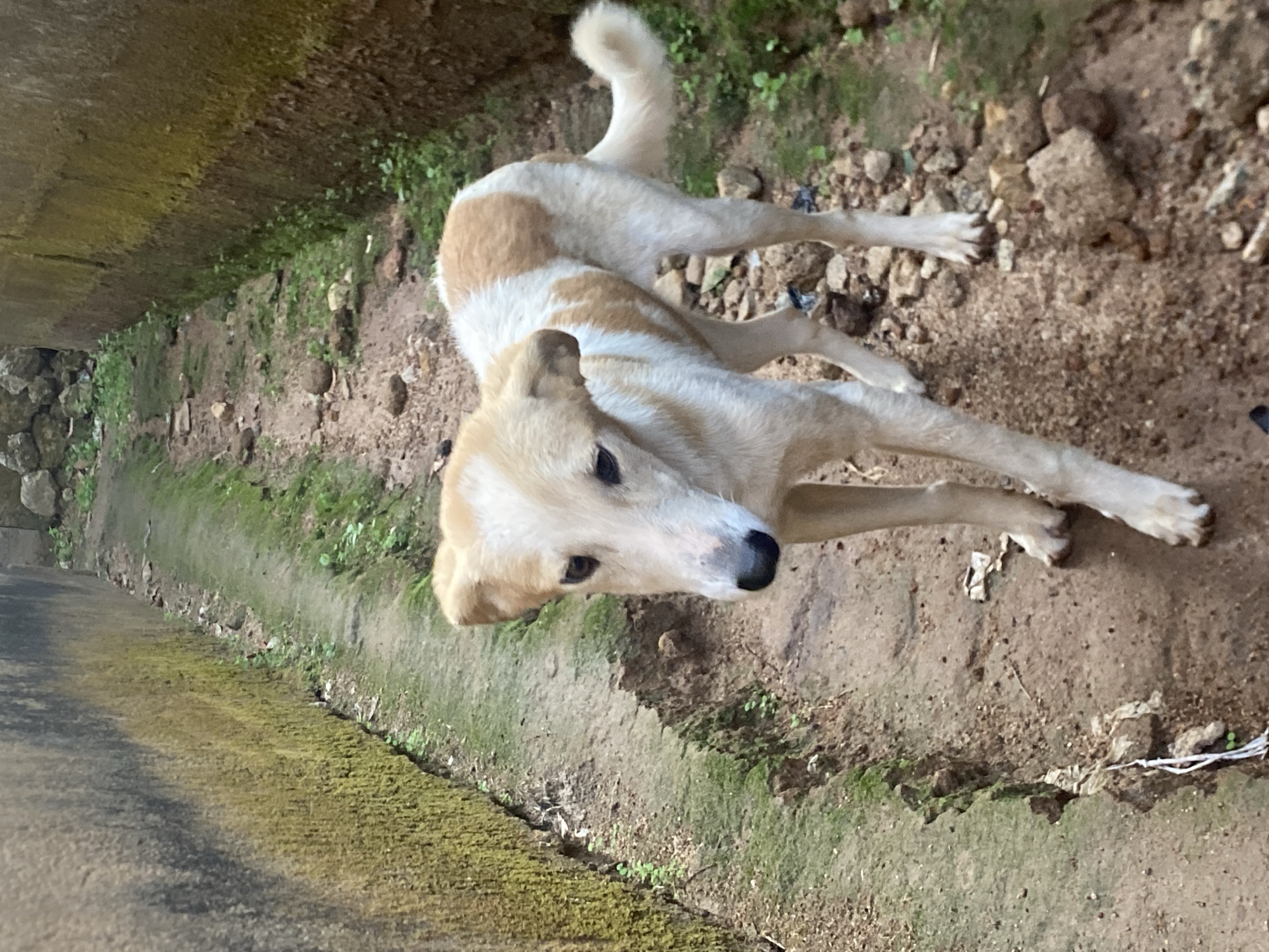 A light-colored, medium-sized dog with tan markings is lying on a dirt and stone surface next to a moss-covered concrete structure. The dog appears to be in a prone position, with its head turned to face the camera. The location is Bukuru, Nigeria.