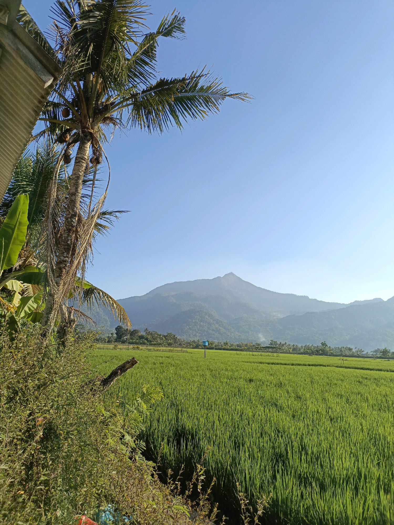 The image captures a serene landscape of a rice field in Rowosari, Indonesia, under a clear blue sky. In the foreground, a coconut tree with ripe coconuts and lush green banana leaves stands tall, partially obscuring a corrugated metal structure on the left. Dense green foliage and a weathered wooden stick are visible near the base of the tree. Beyond this, a vast expanse of vibrant green rice paddies stretches towards a distant range of hazy mountains. A solitary blue birdhouse on a pole stands in the middle of the rice field. The scene is bathed in bright sunlight, suggesting it was taken during the daytime.