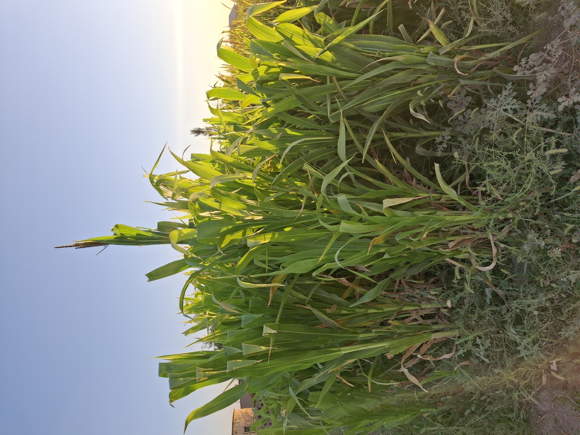 An outdoor, medium-shot, eye-level photograph captures a dense field of tall green corn stalks under a clear, pale blue sky. The sun is setting, casting a warm, golden light across the scene, particularly illuminating the upper portions of the corn stalks. The lower parts of the stalks are in shadow, with some dried leaves visible. The ground is covered in a mixture of green grass and dirt. In the background, on the left side of the image, a building made of light-colored brick is partially visible. The overall impression is of a rural agricultural setting. The location is identified as Utmayli, Uzbekistan.