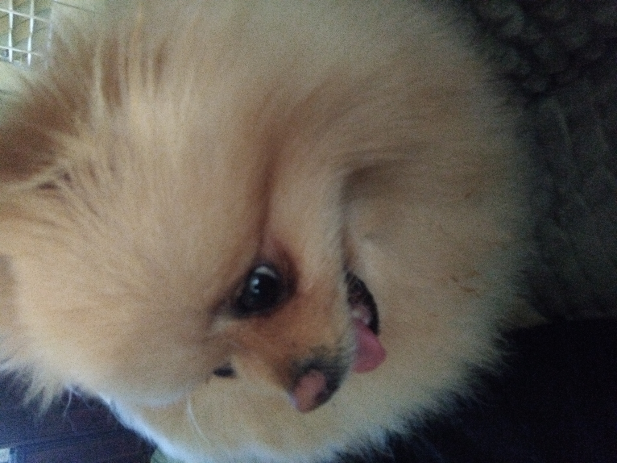 The image shows a close-up of a tan Pomeranian dog. The dog's face is partially visible, with its pink tongue sticking out of its mouth. The dog's fur is fluffy and light tan in color. The background is dark and out of focus, with some blurred shapes that could be furniture or other objects. There is a white grid-like pattern visible in the upper right corner of the image. The image does not provide any information about the location in the city of Apriltsi, Bulgaria.