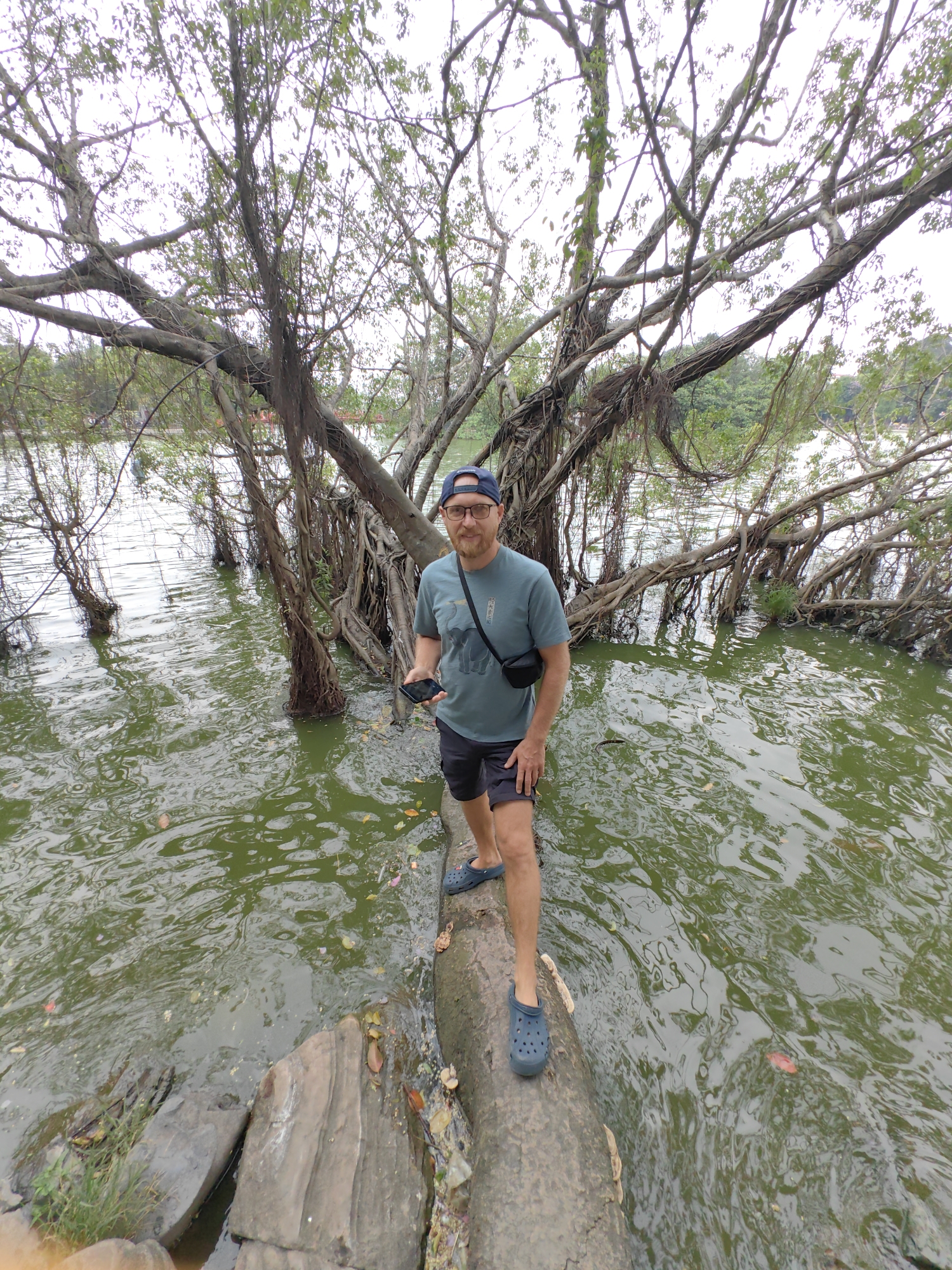 A man is depicted standing on a large, partially submerged log over murky green water, likely a lake or pond in Hà Nội, Vietnam. He is the central subject of the full-shot image, facing slightly left towards the camera with a neutral expression, wearing glasses, a blue baseball cap, a light greenish-blue t-shirt with an elephant graphic, black shorts, and blue Crocs. A black fanny pack is worn across his chest, and he holds a black smartphone in his right hand.
The environment is dominated by a dense growth of trees with extensive, thick aerial roots that hang down and intertwine into the water, resembling banyan trees or similar species adapted to wet conditions. Many tree trunks are partially submerged in the water, creating a natural, somewhat wild landscape. The water's surface shows ripples and some floating debris like leaves. The sky above is overcast and bright, visible through the tree canopy, suggesting a daytime setting, possibly a cloudy day. The man's stance on the log implies he is navigating or exploring the area, possibly using the log as a bridge or pathway. The overall impression is one of casual exploration in a lush, watery natural setting. No discernible text is visible on any objects in the image.