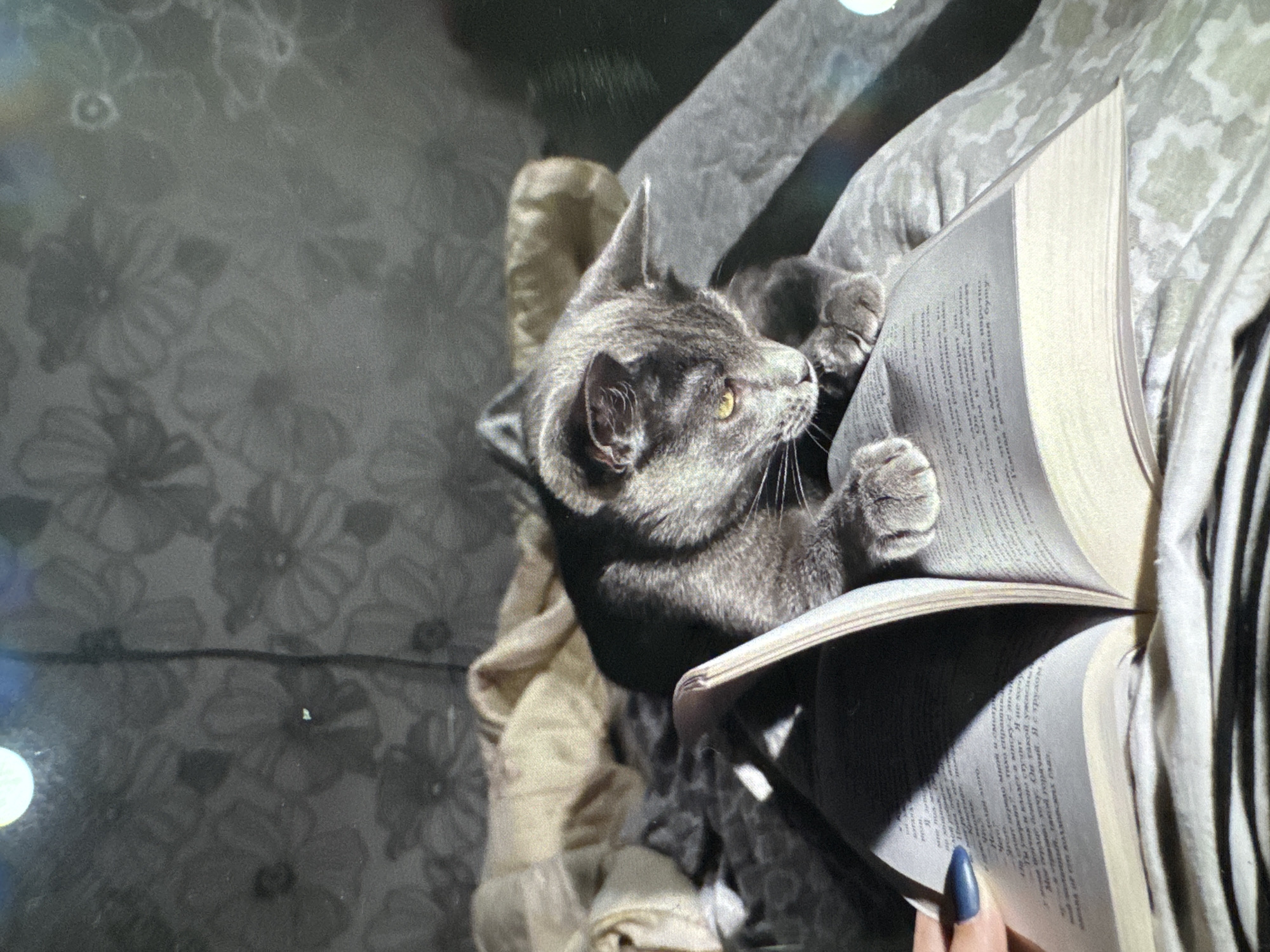 A gray cat is lying on a gray and white floral patterned surface. The cat is on its side, looking up and to the right, with both paws on an open book. Part of a person's hand is visible at the bottom right corner of the image. The book is open and contains text. There is a beige fabric or garment to the left of the cat. The image is taken indoors. Location cannot be determined as Фоки, Russia.