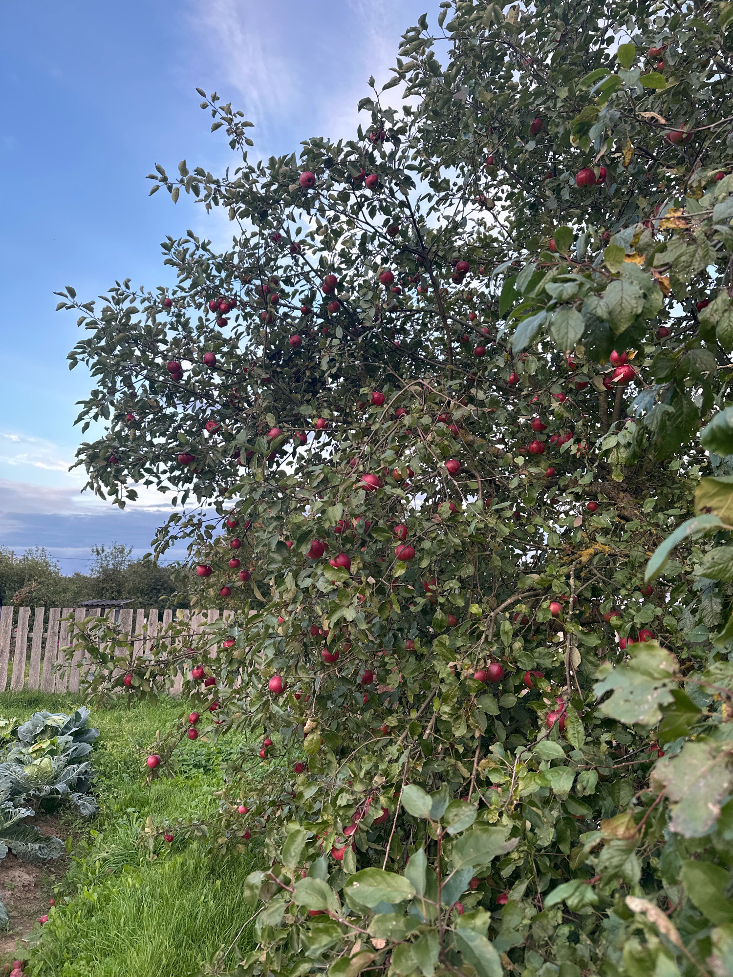 The image captures a natural scene, likely in the countryside near Хацюхоўскі сельскі Савет, Belarus. A mature apple tree, laden with numerous red apples, dominates the right side of the frame. The tree's branches are full of green leaves, some showing signs of autumn with yellowing or browning. To the left of the apple tree, a rustic wooden fence runs horizontally across the scene. Beyond the fence, a garden bed is visible, featuring large heads of cabbage and lush green grass. The sky above is a mixture of blue and light clouds, suggesting it's late afternoon or early evening. The overall impression is one of rural abundance and the changing seasons. There are no people or animals depicted in the image.