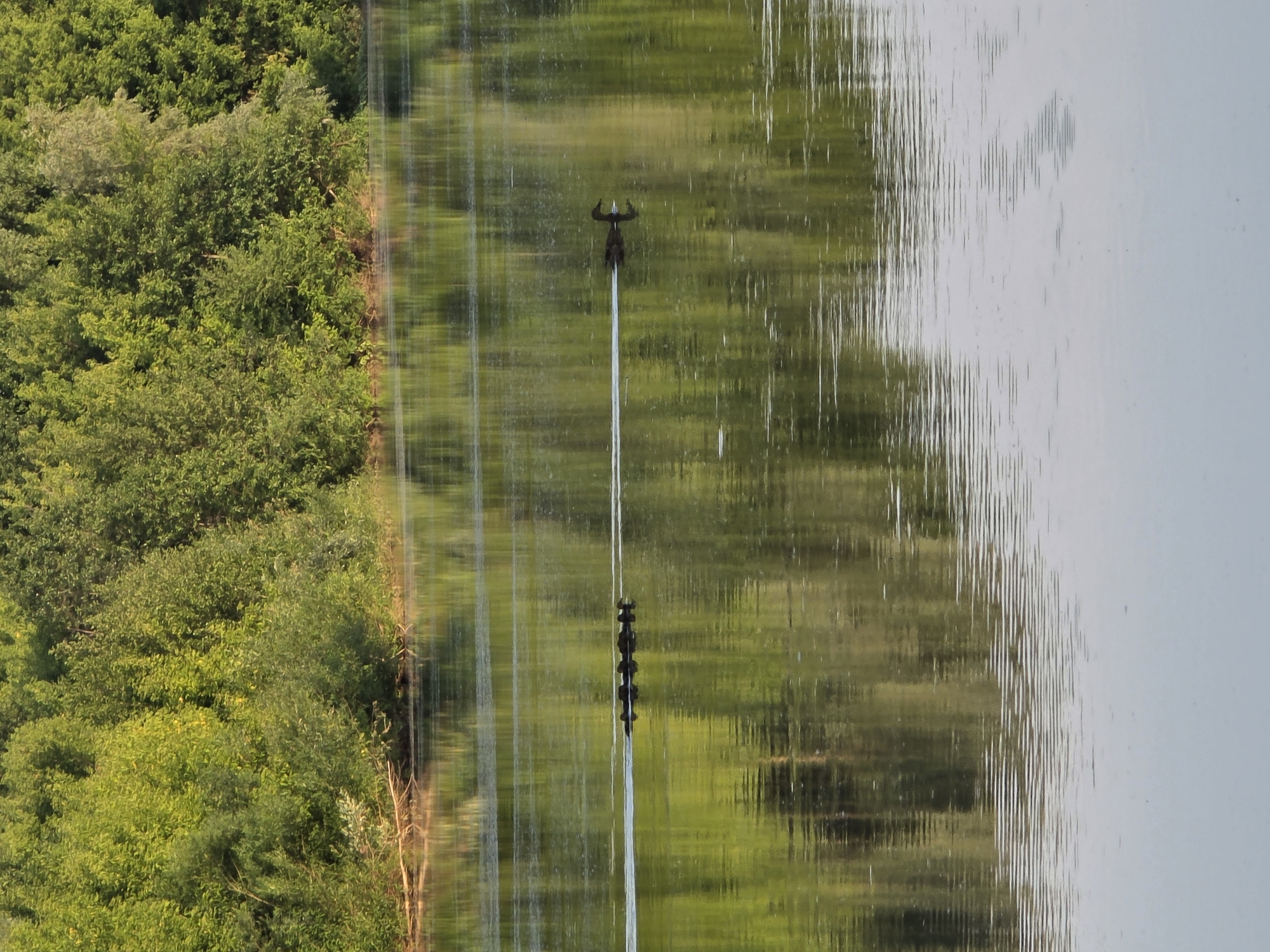 A flock of at least six ducks, led by a single duck, swims in a line across the still water of a river. The ducks are dark in color and are leaving a white wake behind them. The river is calm, with the reflections of trees and greenery from the riverbank visible on its surface. The riverbank is lined with dense green trees and bushes. The overall scene is serene and natural. The image is taken on the Irtysh River in Togashevo, Russia.