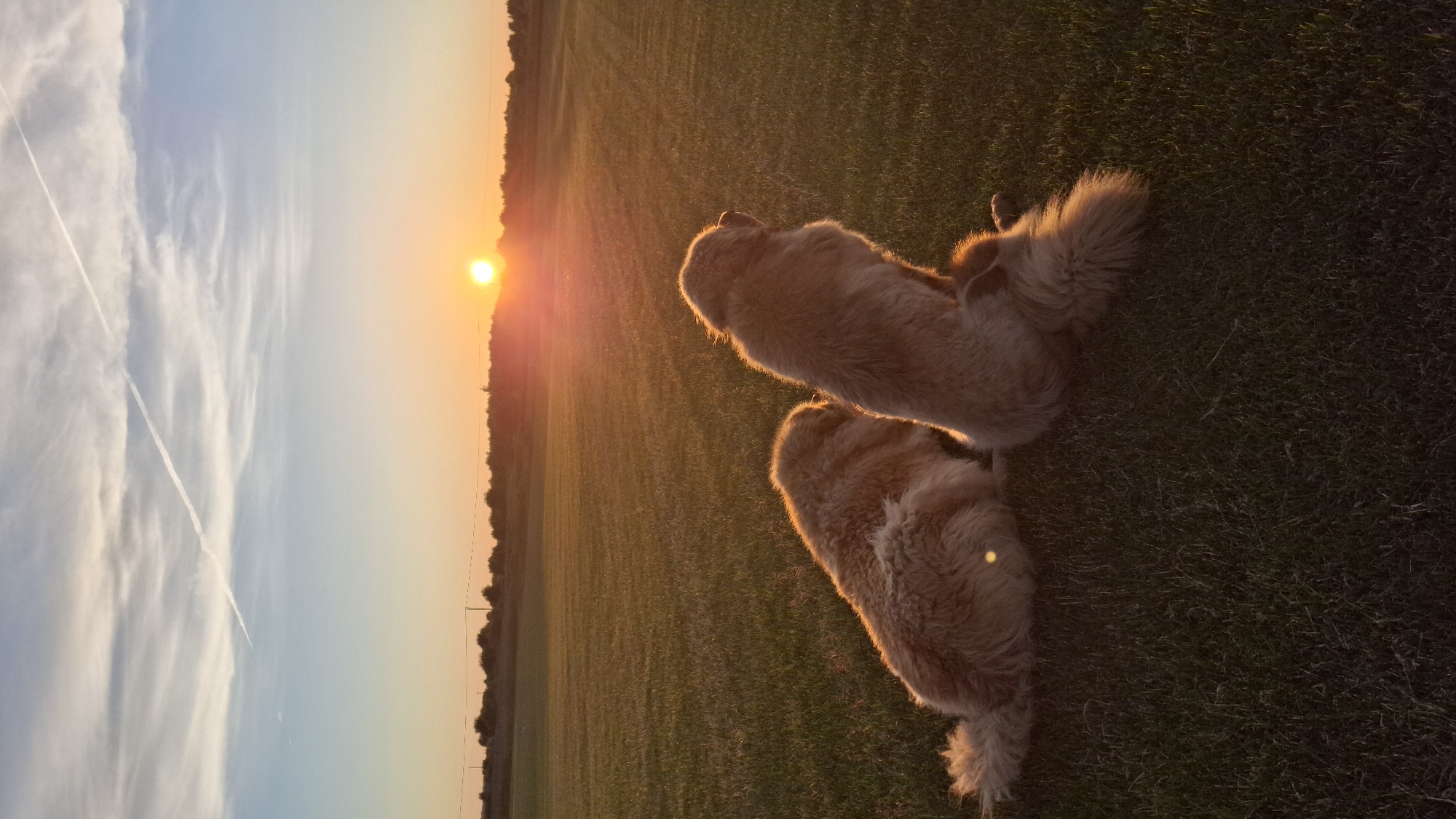 Two golden retriever dogs sit on a grassy field, facing away from the camera and towards a setting sun. The sun is low on the horizon, casting a warm, golden light across the scene. The sky is a gradient of blue and orange, with a thin contrail from an airplane stretching across it. The field is vast and flat, with a line of trees visible in the distance. The dogs' fur is illuminated by the sunset, giving them a soft, ethereal glow. One dog is slightly in front of the other, with its tail curled. The other dog is positioned behind and to the left, with its head turned slightly to the side. The overall impression is one of peaceful tranquility and natural beauty.