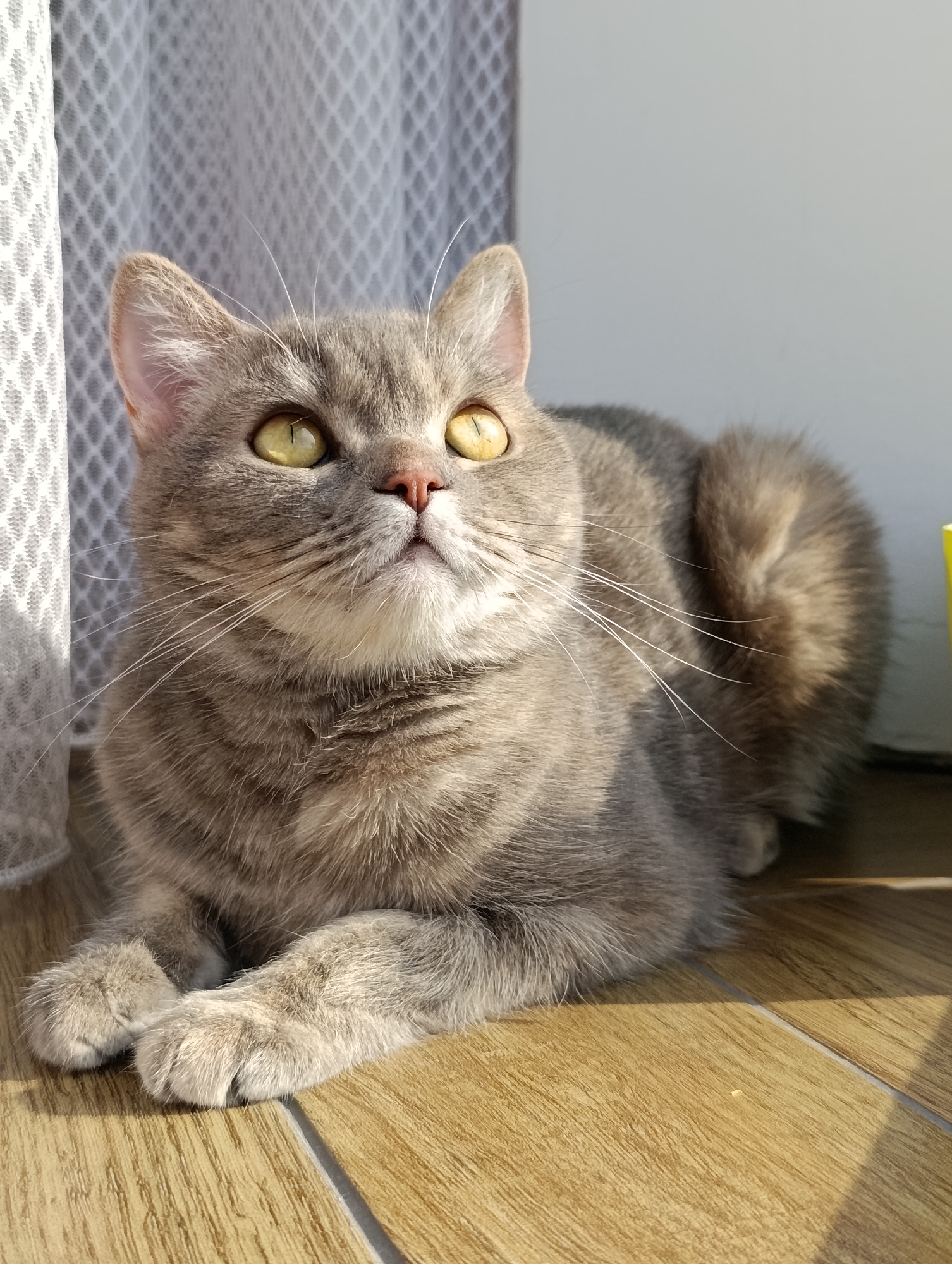 A short-haired, gray tabby cat with yellow eyes is lying on a wooden floor. The cat is positioned in the foreground, facing slightly to the left and looking upwards. Its paws are tucked neatly in front of it. To the left of the cat, a white lace curtain is visible. The background is mostly a plain gray wall, with a hint of a yellow object on the far right. Sunlight is casting shadows across the wooden floor. The image appears to be taken indoors, likely in a residential setting. The location in the city of Chaikovsky, Russia is not ascertainable from the image.