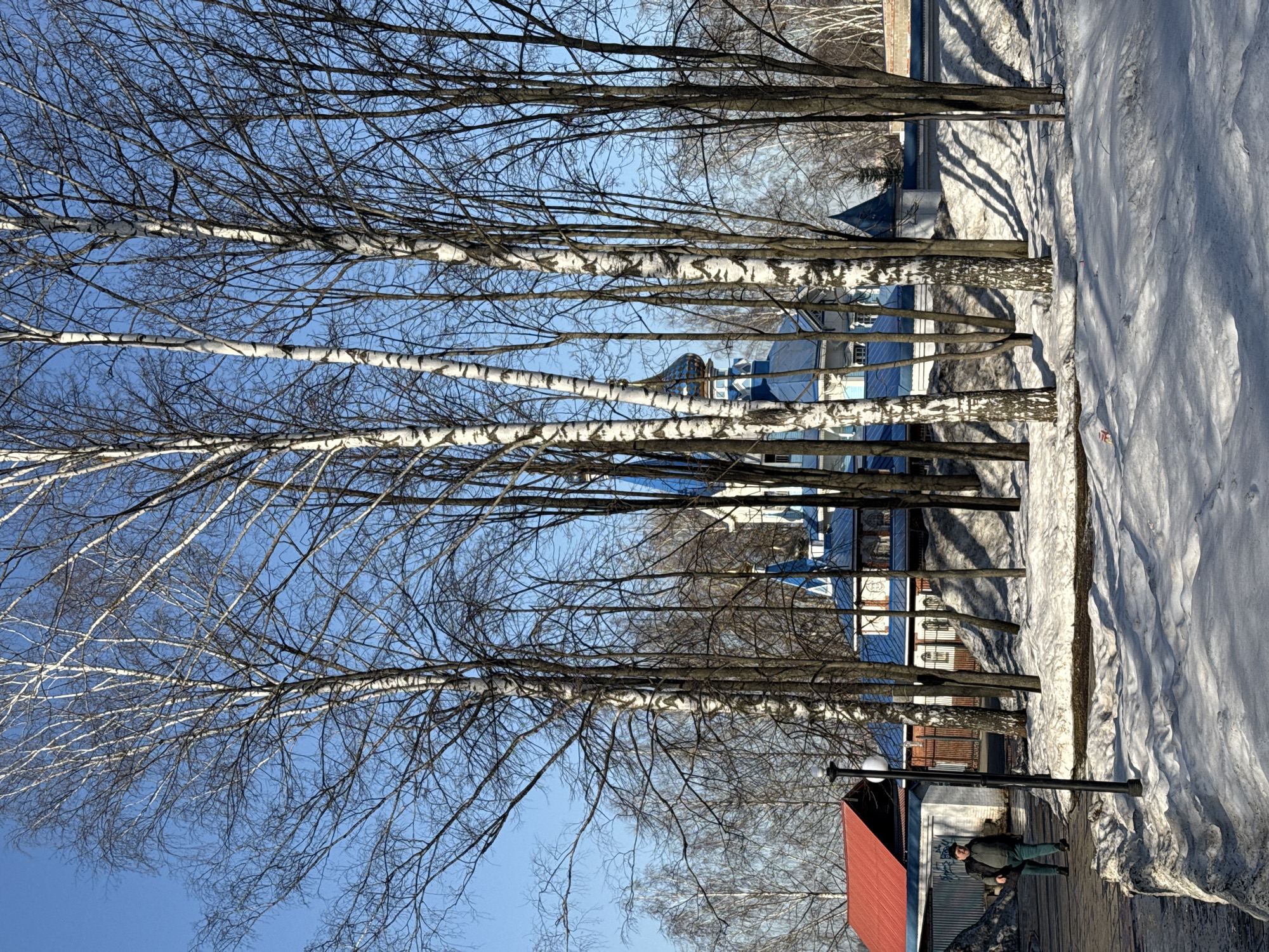 The image depicts a winter scene in Izhevsk, Russia. A row of birch trees with distinctive white bark stands prominently against a clear blue sky. The trees are bare, their branches reaching upwards. In the background, buildings are visible, some with blue roofs and white facades. Patches of snow cover the ground on the right side of the image. A person dressed in dark clothing is seen on a sidewalk, next to a red roofed building. The photograph is taken from a low angle, emphasizing the height of the trees. Shadows are cast across the snowy areas and the ground, indicating a bright sunny day.