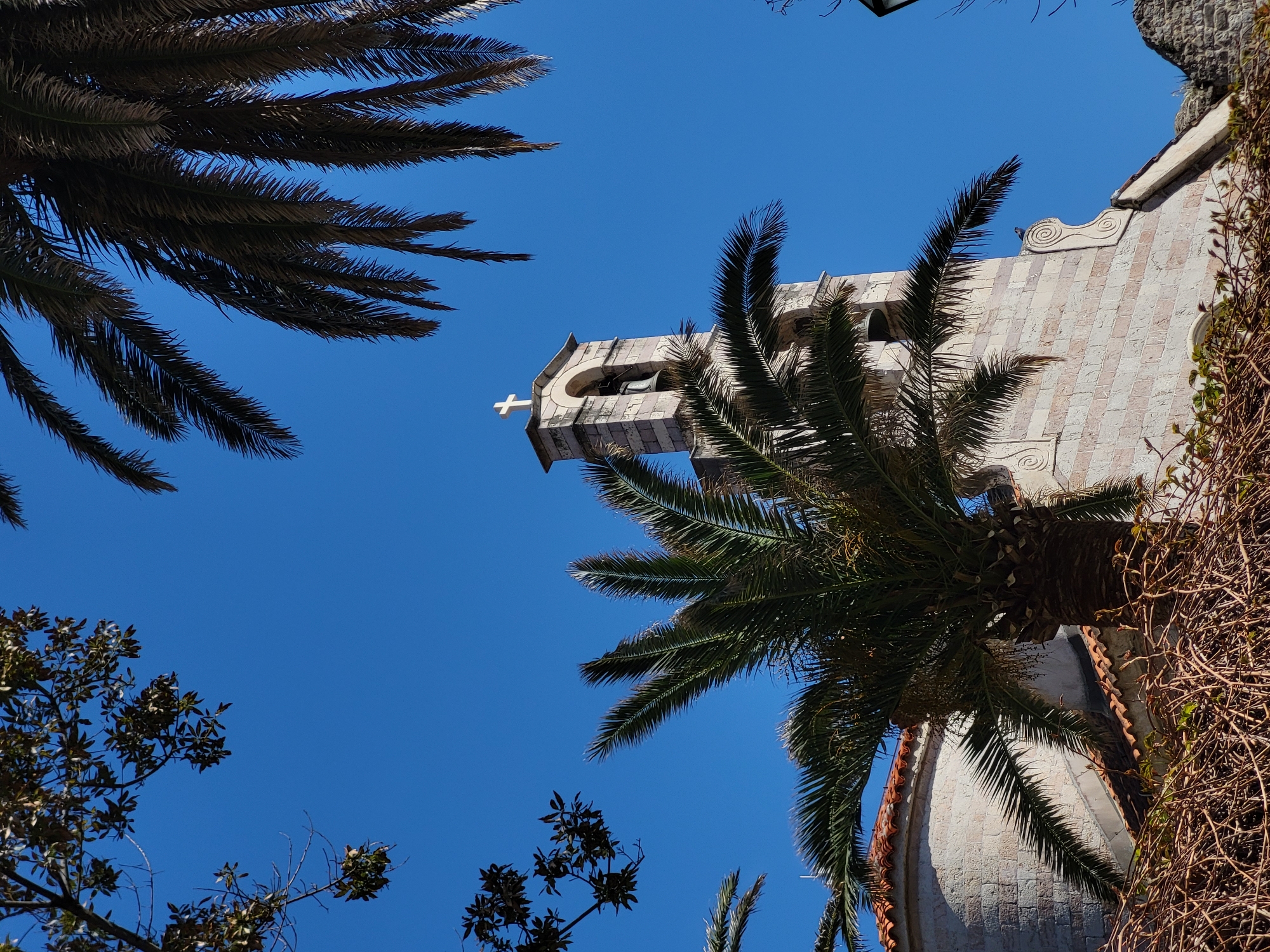 The image is a low-angle shot of the bell tower of the Church of Santa Maria in Punta, located in Budva, Montenegro. The tower, made of light-colored stone with reddish accents, is partially obscured by palm trees. The blue sky is visible in the background, framed by the trees and the building. A white cross stands atop the bell tower. Vines grow along the side of the church.
