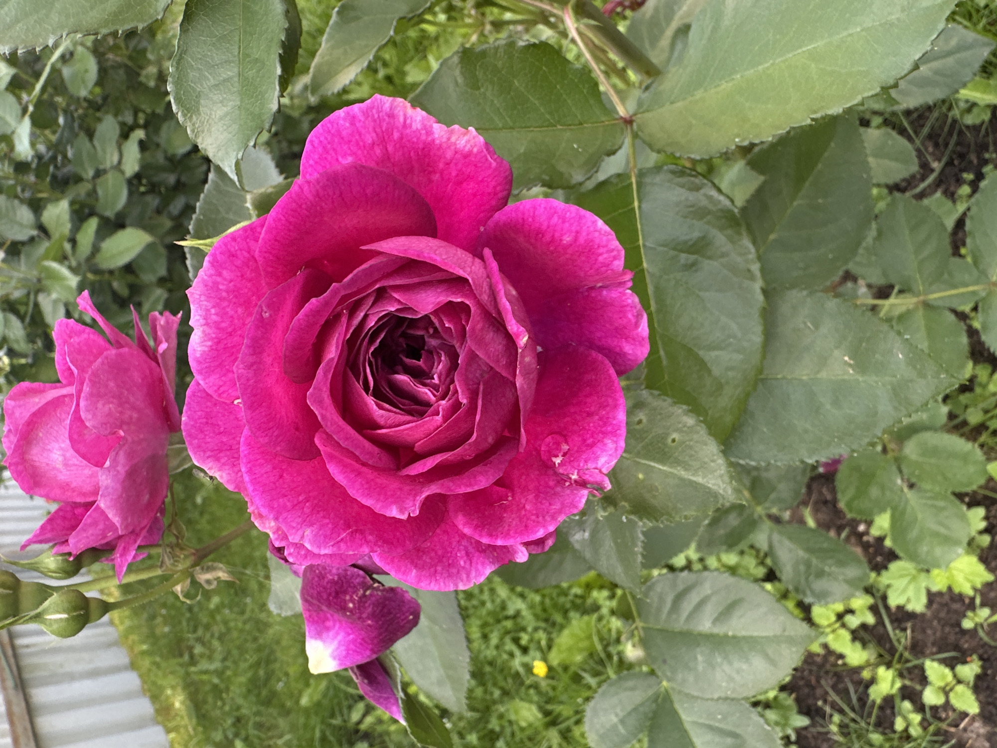 A close-up, high-angle shot captures a vibrant pink rose in full bloom against a blurred green background. The rose's petals are tightly unfurled, revealing a complex center with a deep, rich color. A few water droplets are visible on the petals, suggesting recent rain or watering. To the left and slightly behind the main rose, another pink rosebud is partially visible, along with several green rosebuds. The foreground and background are filled with lush green foliage and grass. The image provides no indication of a specific location in Chernihiv, Russia, or any human activity.