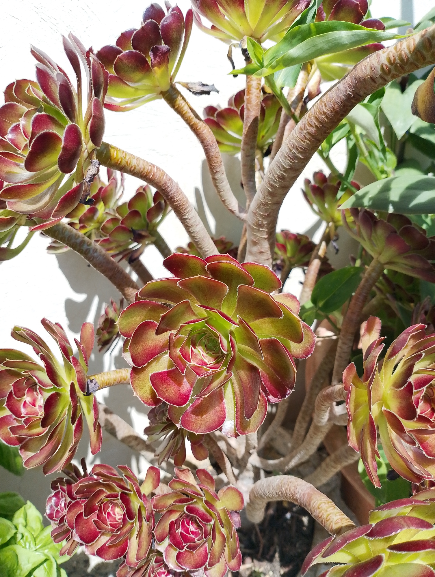 This is a close-up, eye-level shot of a cluster of Aeonium plants, a type of succulent. The plants have thick, woody stems and rosettes of fleshy leaves. The leaves are a striking combination of deep burgundy on the edges and a vibrant lime green towards the center. The edges of the leaves are finely serrated and appear slightly fuzzy.
The Aeoniums are positioned in a way that suggests they are growing in a pot, though the pot itself is not fully visible, only a hint of terracotta color at the bottom right. The background is a plain, white wall, against which the plants cast distinct shadows, indicating it is daytime and there is bright sunlight. The overall lighting suggests a sunny day, possibly late morning or early afternoon, given the length and sharpness of the shadows.
The plants appear healthy and well-established, with multiple rosettes of various sizes emerging from the central stems. Some rosettes are tightly furled, while others are more open, revealing the intricate layering of their leaves. The textures are varied, from the smooth, waxy leaves to the rough, bark-like surface of the stems. There are no people or animals visible, and no text is present in the image. The focus is entirely on the botanical details and the interplay of light and shadow on the succulents.