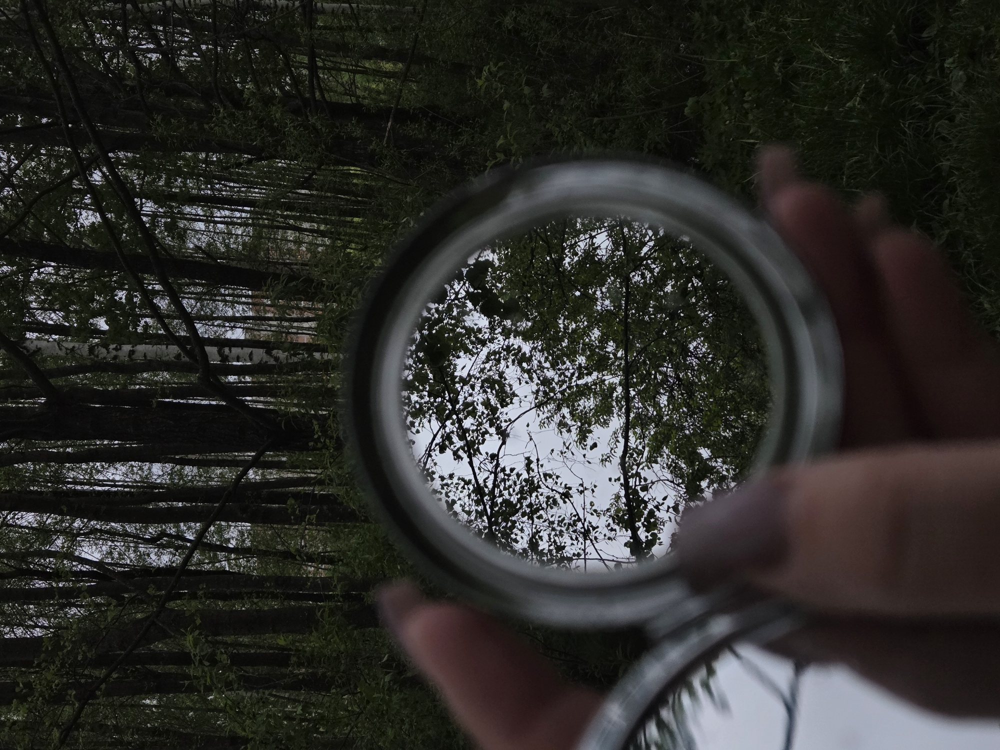The image shows a close-up of a round, metallic compact mirror being held in a person's hand, with the reflection in the mirror showing trees against a cloudy sky. The background of the image shows a dense forest with closely spaced trees. The overall setting appears to be outdoors, possibly a park or wooded area in a city of Unknown, Unknown.