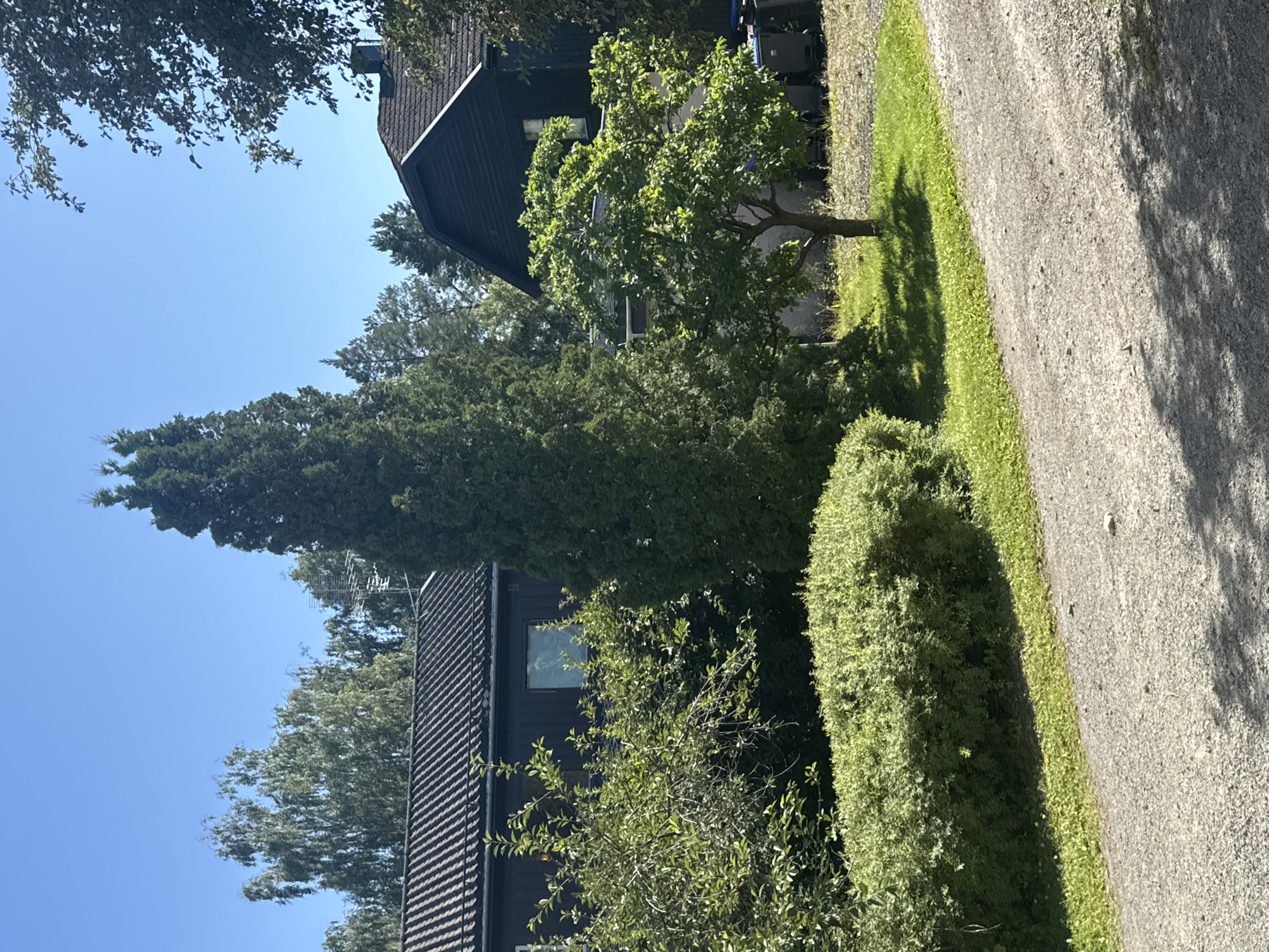 A gravel driveway runs diagonally across the lower portion of the image, leading towards a residential area on a bright, sunny day. On the left side of the driveway, a dark-colored house with a tiled roof is partially visible, bordered by lush green trees and bushes. The house features at least two windows. To the right of the house, a tall, slender evergreen tree stands prominently, casting a shadow on the grass. Further to the right, a smaller deciduous tree with vibrant green leaves is situated in front of another dark-colored house with a sloping tiled roof. This second house appears to have at least one visible window and a chimney. In the background, more trees and a clear blue sky complete the scene. The overall impression is of a tranquil, well-maintained residential property in a wooded setting, likely in the city of Moelv, Norway.
