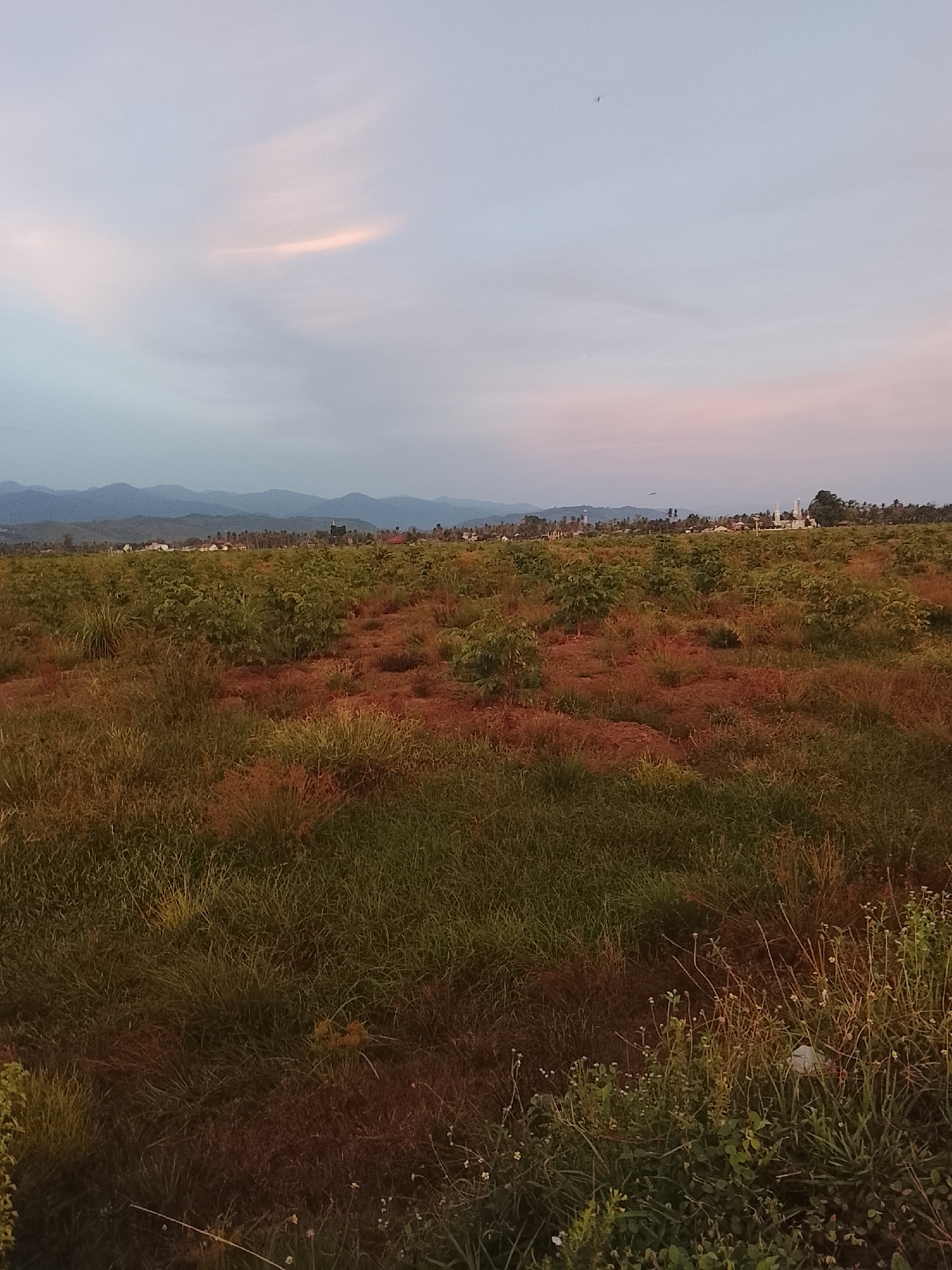 An outdoor, full shot captures a wide field of young trees and shrubs, with patches of brown, dry earth visible between the greenery. Tall, dry grasses dominate the foreground, with a few small white wildflowers scattered amongst them. In the middle ground, the field stretches out, with neat rows of small trees and shrubs. In the distance, a village is visible, with several houses and a prominent mosque with two white minarets. Beyond the village, a range of soft blue mountains forms the backdrop. The sky above is a pale, cloudy blue, with subtle hints of pink and orange, suggesting either sunrise or sunset. A faint, dark speck, possibly a bird, is visible in the sky above the village. The scene appears to be in Dayah Kruet, Indonesia, likely a rural or agricultural area.