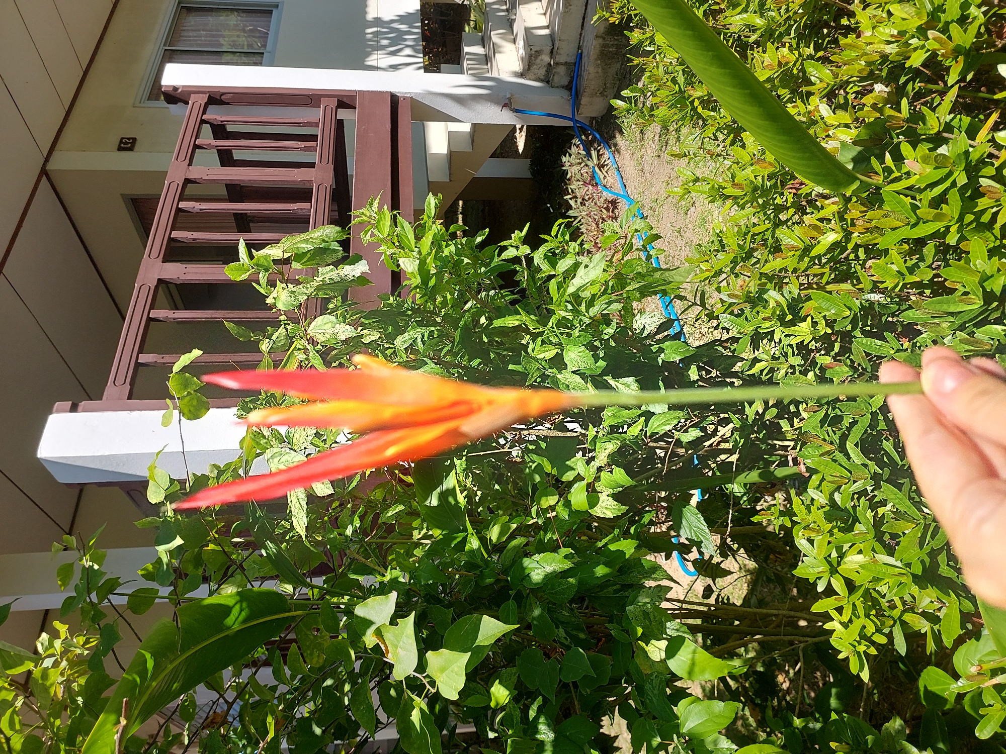 In Baan Mae Nam, Thailand, a hand holds a vibrant orange and red Heliconia flower stem, its blooms in sharp focus against a backdrop of lush green foliage. Behind the plants, a multi-story building with a wooden balcony and staircase is visible. The building's exterior is a light cream color, with dark brown railings and trim. A blue hose is present on the ground near the stairs. Sunlight casts distinct shadows on the building's white pillars and the adjacent stairs. The image captures a close-up view of the flower, emphasizing its bright colors and delicate structure, with the architectural elements and surrounding vegetation providing context to its tropical setting.