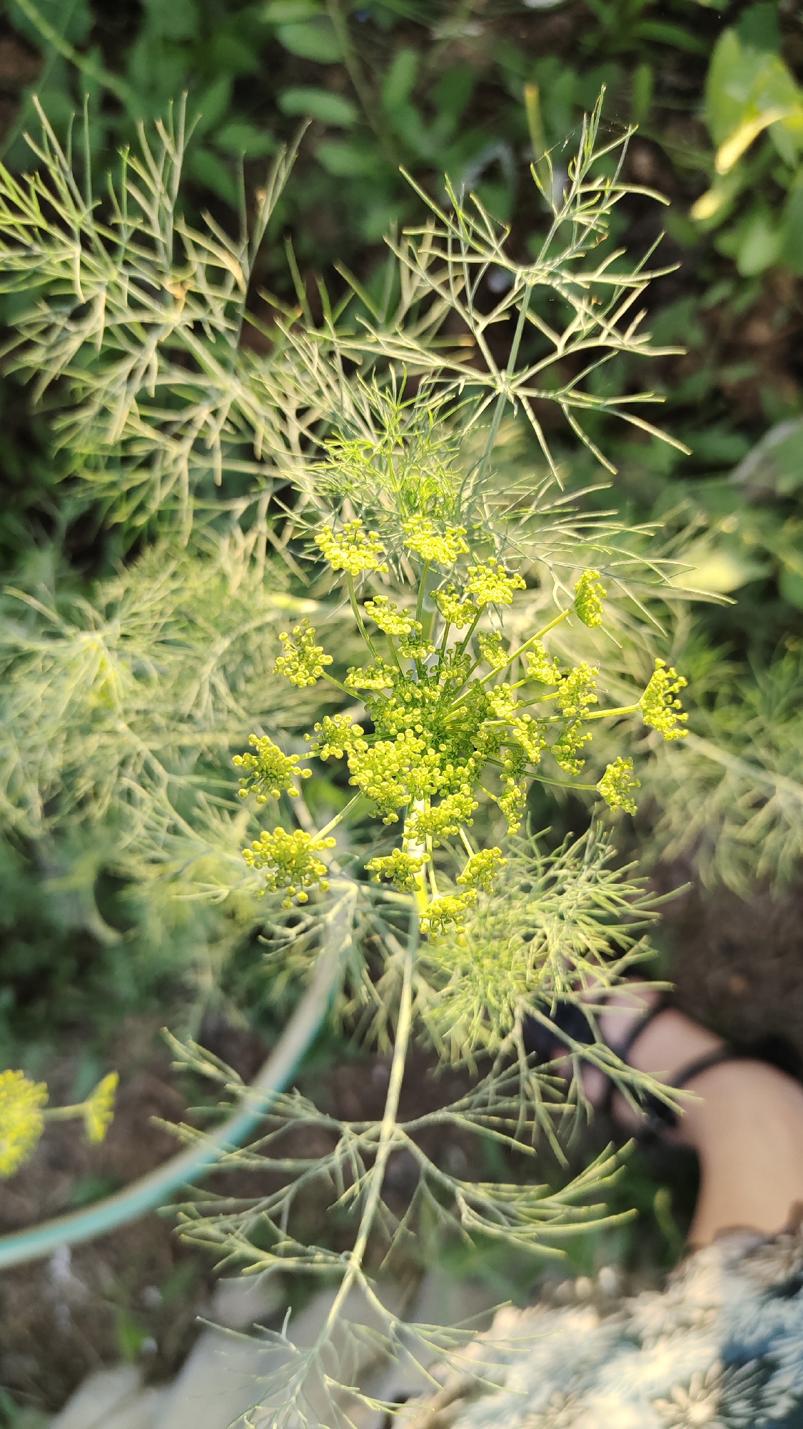 A close-up, high-angle shot captures the feathery, light green foliage and small yellow flower clusters of a dill plant. The plant is positioned in the center of the frame, with its delicate leaves and blossoms creating an intricate, lace-like pattern against a blurred background of darker green vegetation. A partially visible human leg, clad in black footwear, is present in the lower right quadrant of the image, suggesting a person is nearby but not actively engaged with the plant. The lighting suggests it is daytime, with sunlight filtering through the leaves. The scene is of a garden or natural outdoor setting, likely in Taldykorgan, Kazakhstan, given the context.