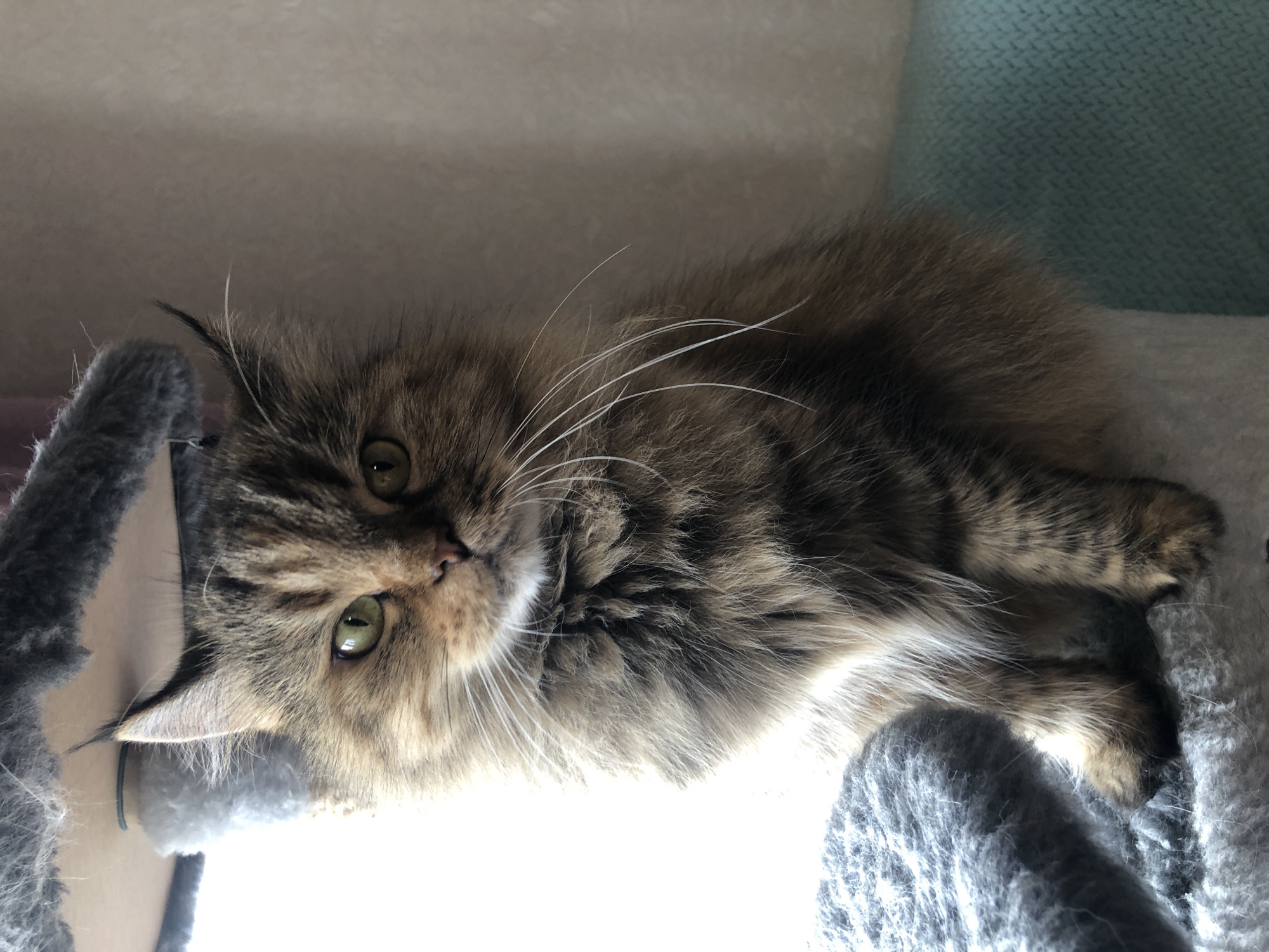 A medium shot, eye-level, horizontal photograph shows a long-haired tabby cat sitting on a cat tree with a bright window behind it. The cat faces the camera with its head slightly tilted. Its fur is a mixture of brown, black, and tan stripes. The cat has bright green eyes and long white whiskers. The cat tree is covered in gray, fuzzy material, and a teal-colored fabric is visible to the right of the cat. The background is a plain, light-colored wall. There are no people visible in the image, and no specific city or location is discernible.