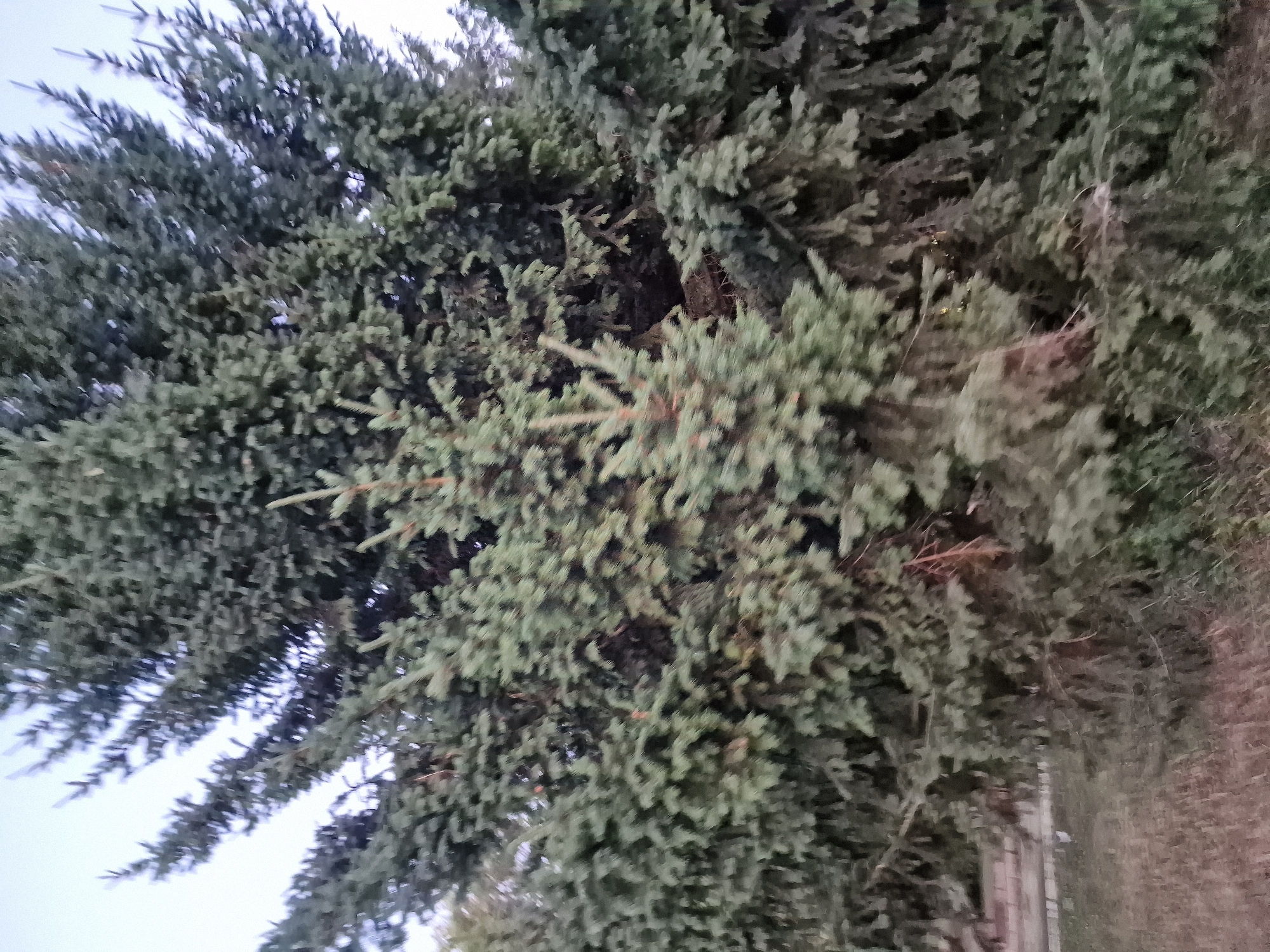 This is a photograph of the dense branches of a spruce tree. The evergreen needles are a muted green, with some appearing bluer or grayer due to lighting and species variation. The branches are layered thickly, creating a textured and somewhat shadowy effect throughout the image. In the background, faint glimpses of a pale sky suggest an overcast day, or perhaps early morning or late evening. The overall scene is dominated by the natural element of the tree, with no discernible people or man-made objects in the immediate foreground. The image appears to be taken outdoors, possibly in a park or a natural setting where spruce trees are common. The focus is tight on the foliage, emphasizing the intricate details of the needles and branches rather than a wider landscape. There is no visible text in the image.
