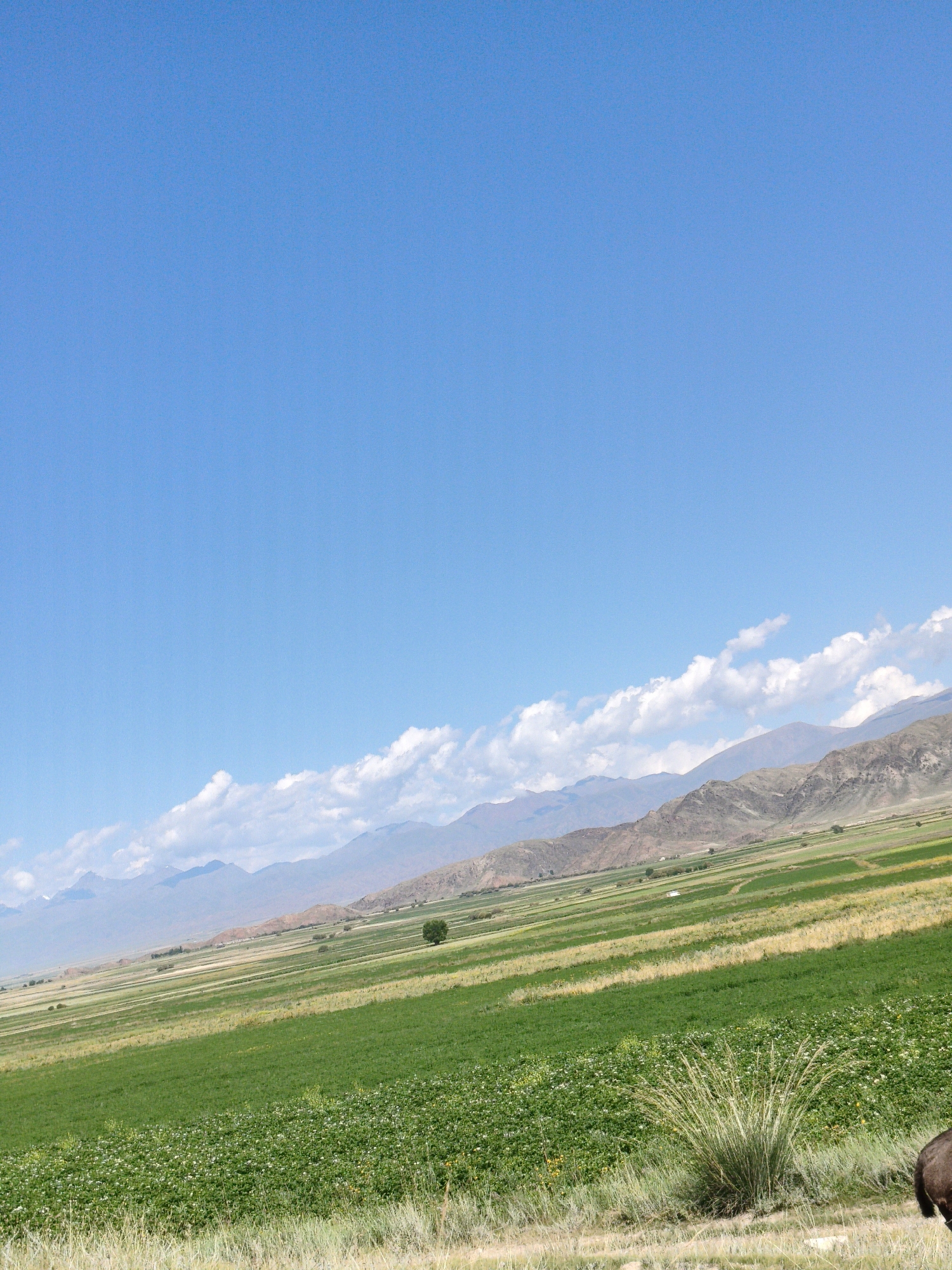 This is a landscape image taken in an outdoor setting under a clear blue sky with scattered white clouds. The scene depicts a vast, green field divided into sections, suggesting agricultural cultivation. Rolling hills and mountains are visible in the background, their slopes dotted with some vegetation. A single tree stands in the middle ground of the field. In the foreground, there is a clump of dry grass and a dark brown animal, possibly a yak or a cow, partially visible on the right side of the image. The overall impression is one of a rural, possibly high-altitude environment.